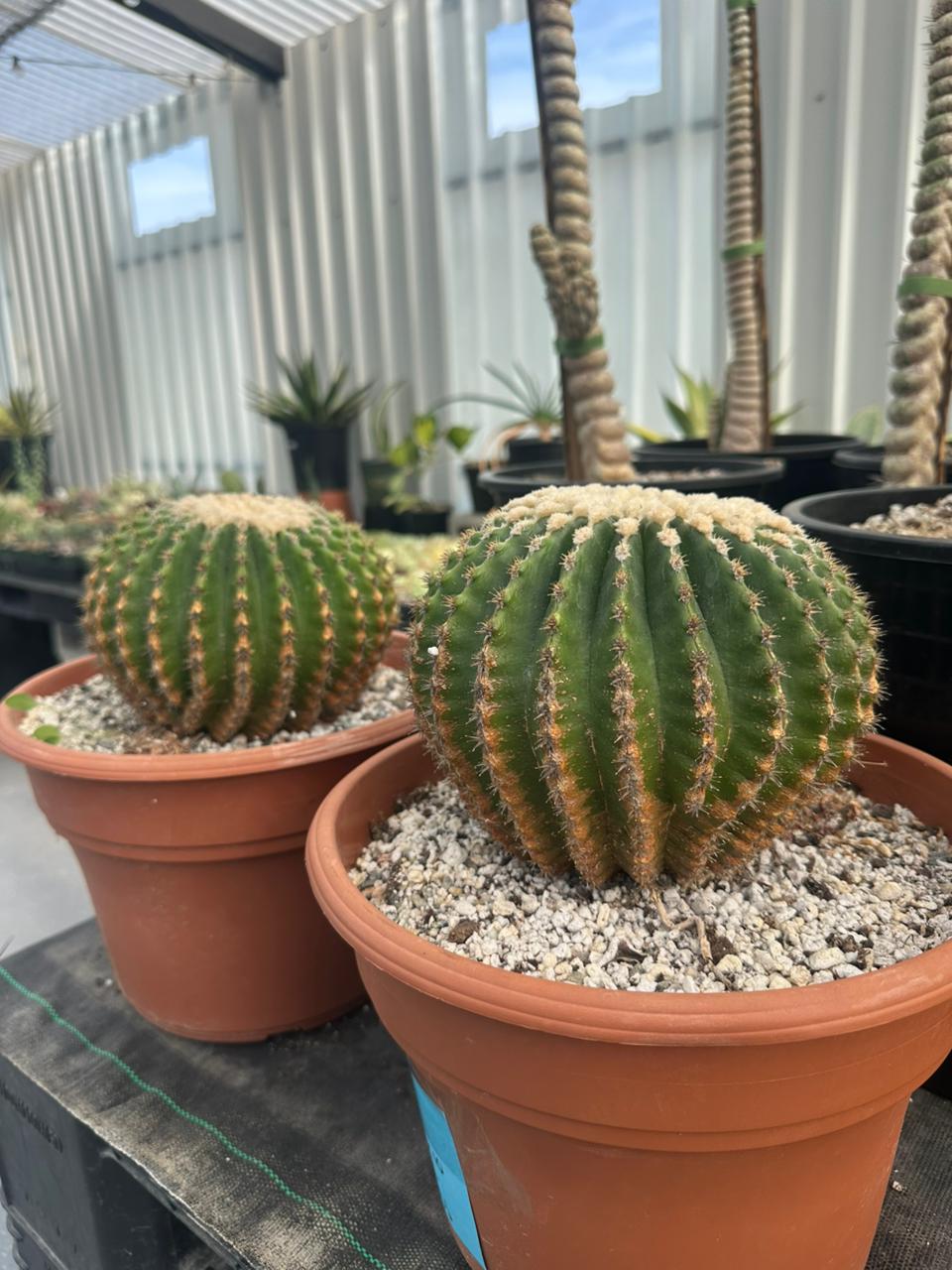 Echinocactus grusonii inermis