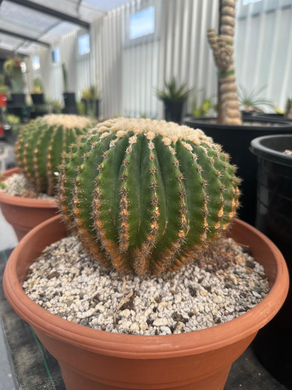 Echinocactus grusonii inermis