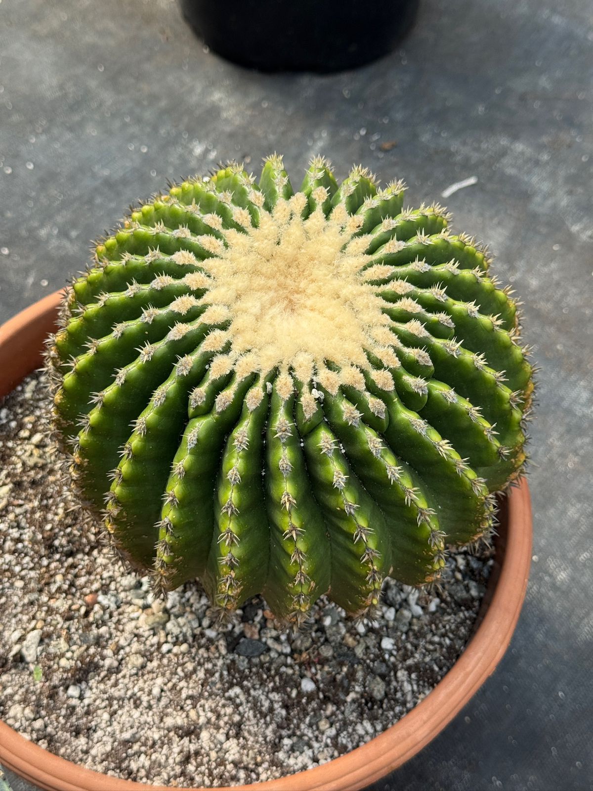 Echinocactus grusonii inermis