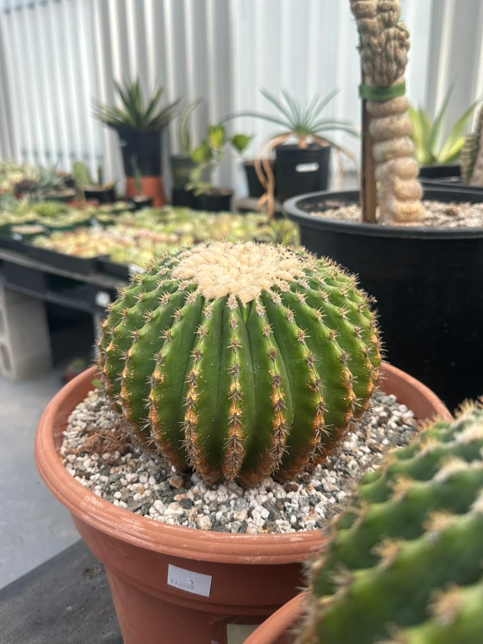 Echinocactus grusonii inermis