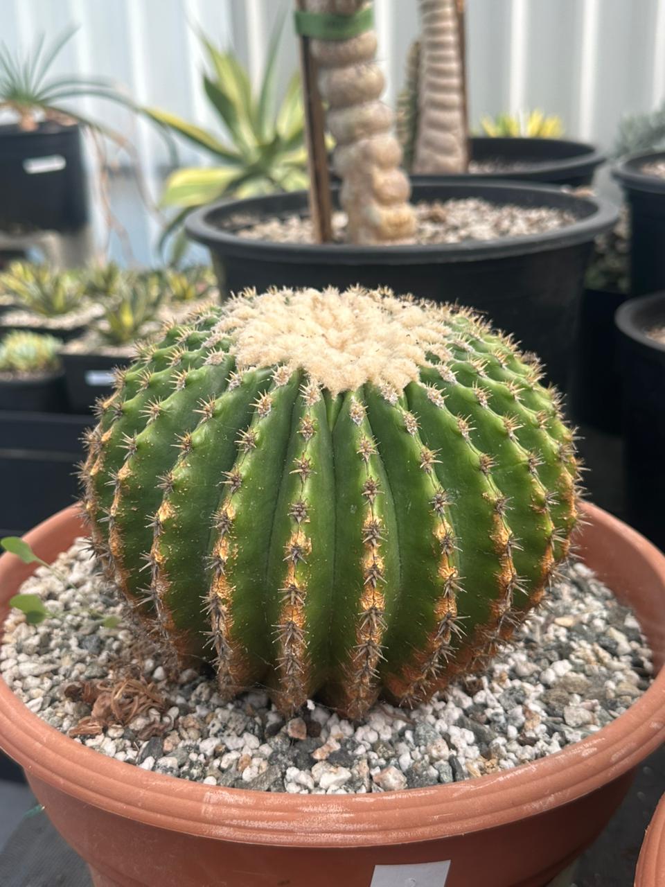 Echinocactus grusonii inermis