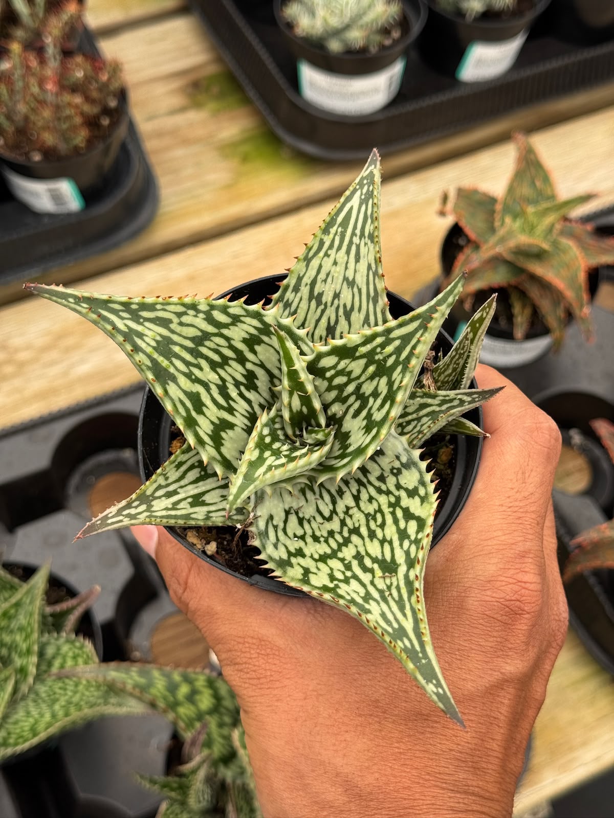 Aloe Harlana