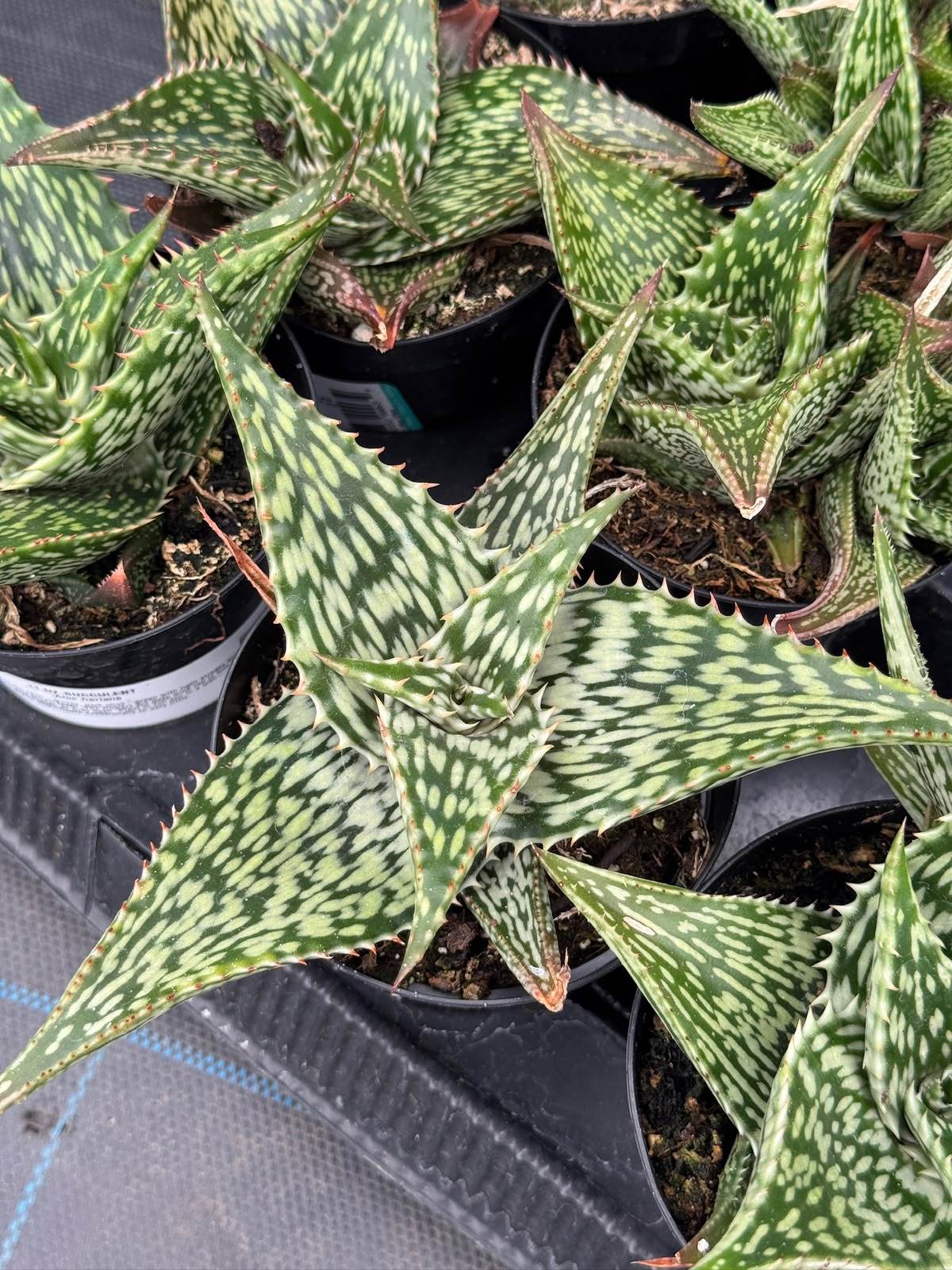 Aloe Harlana
