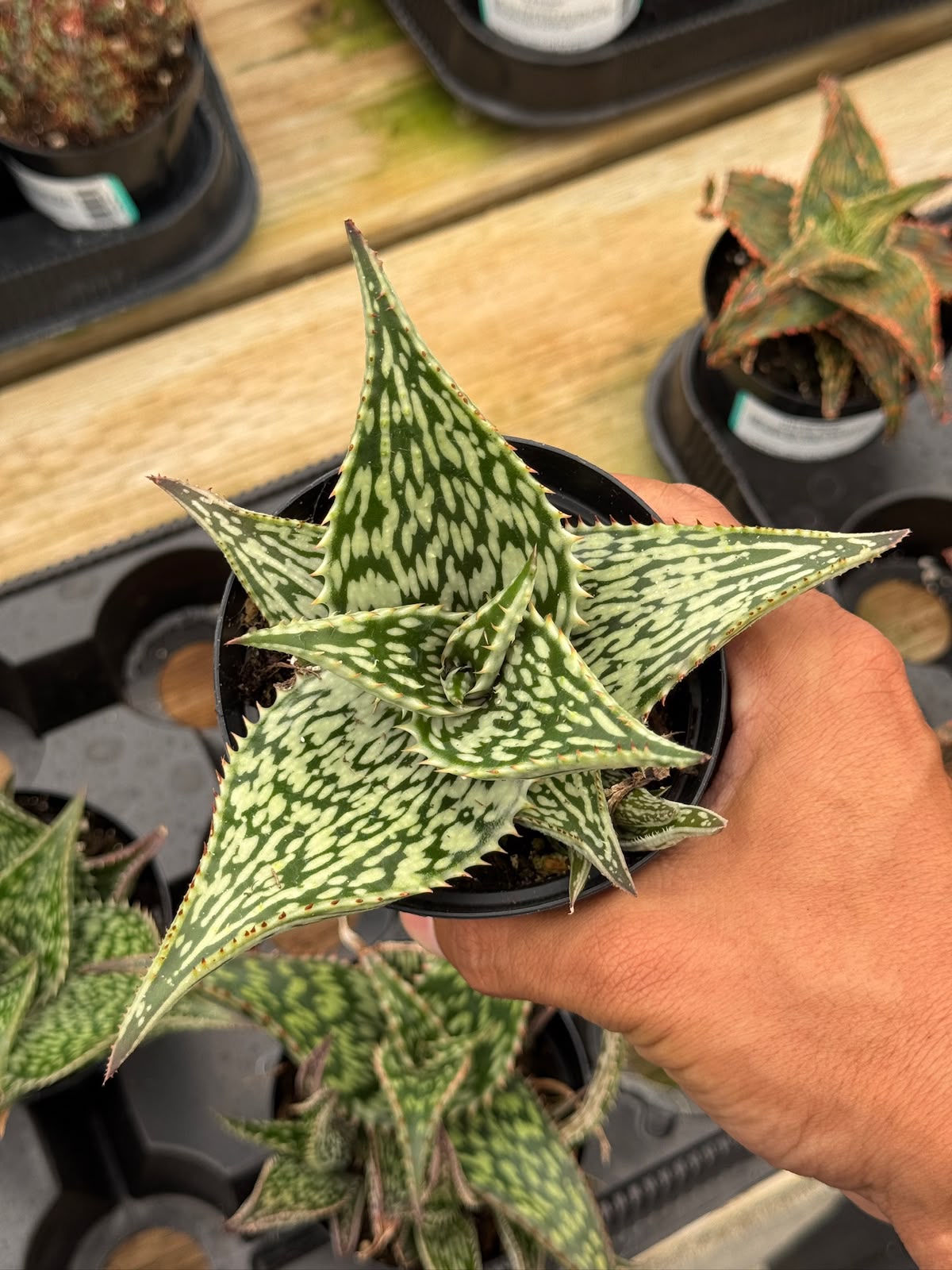 Aloe Harlana