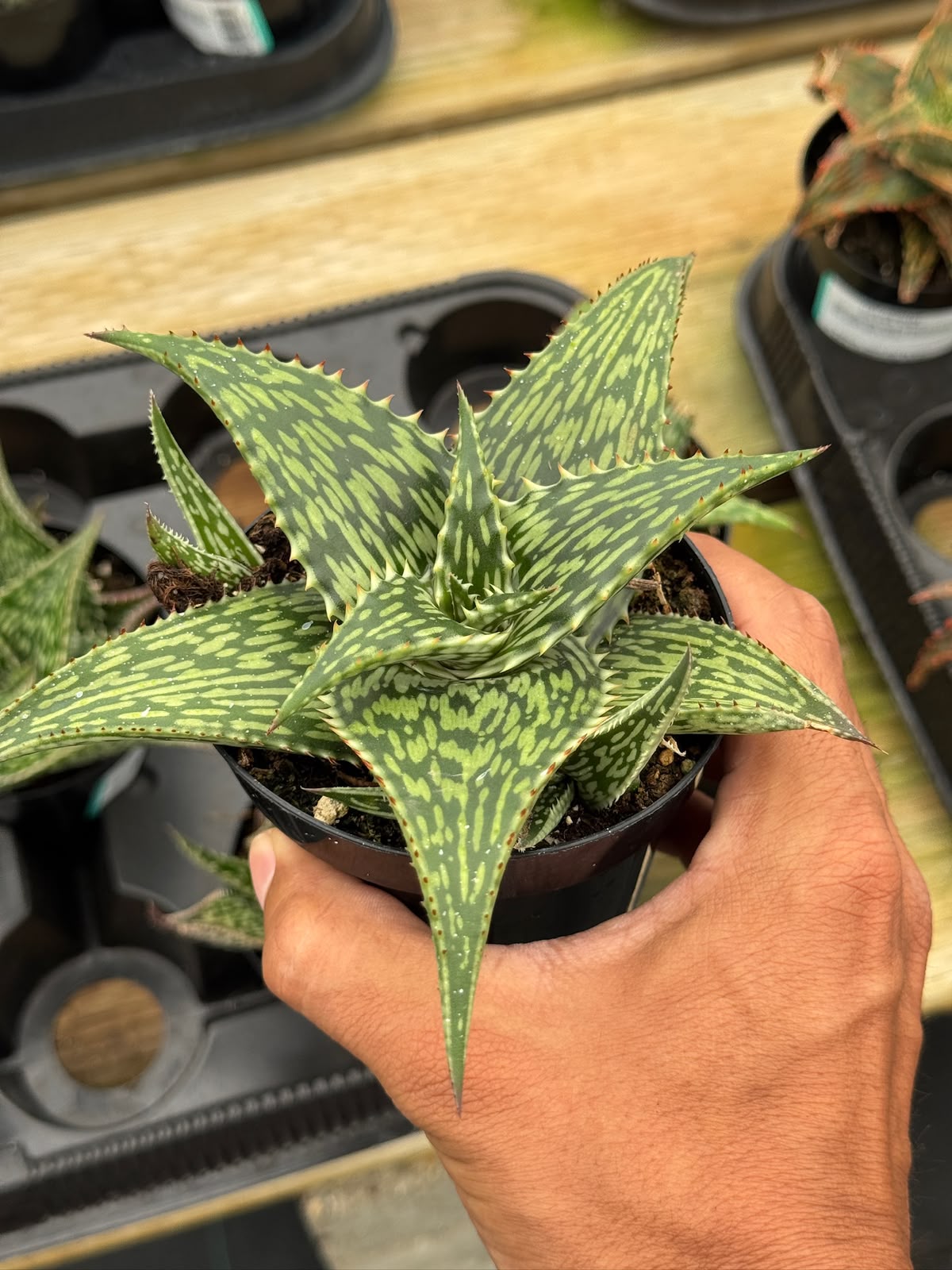 Aloe Harlana