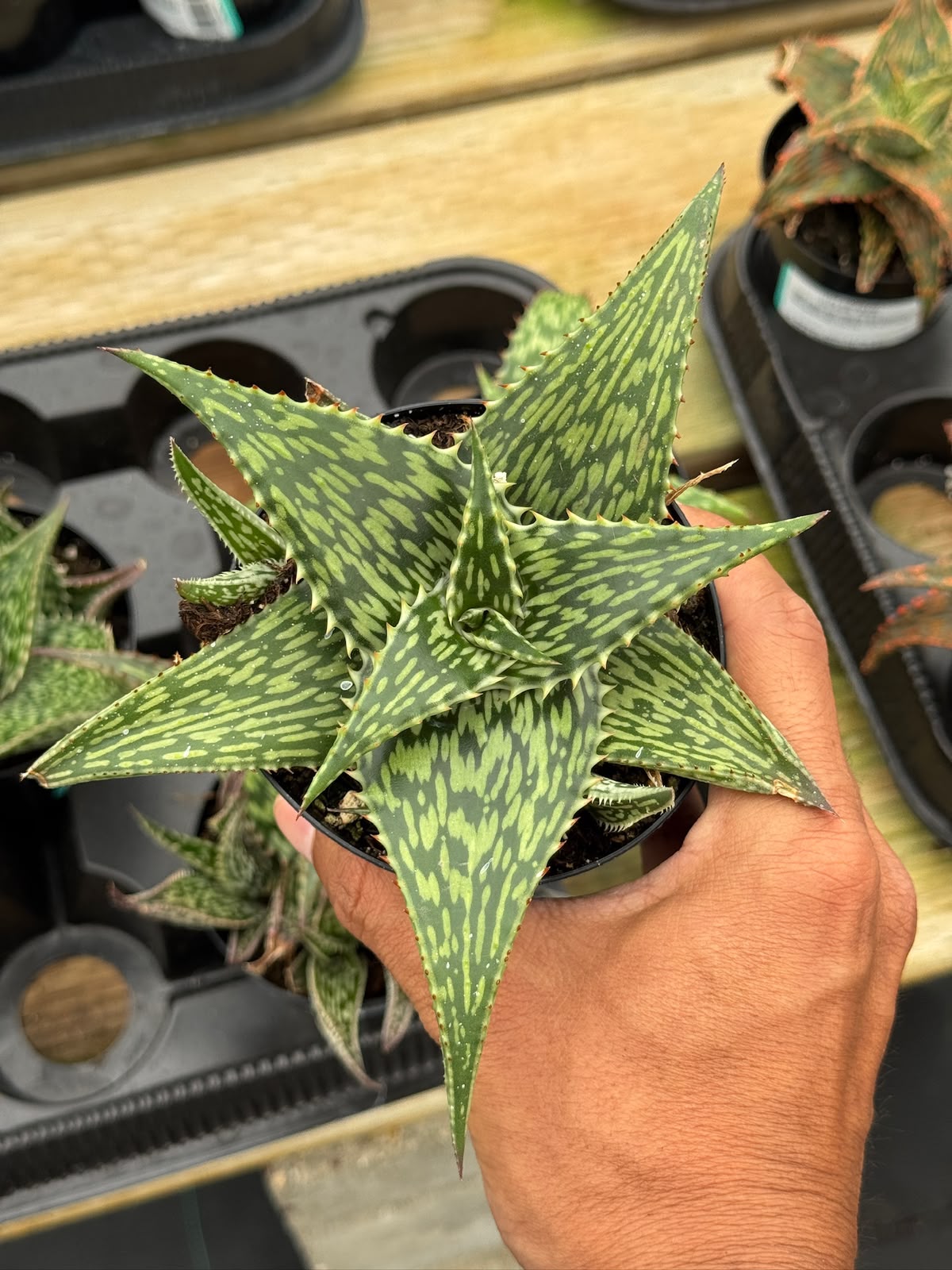 Aloe Harlana
