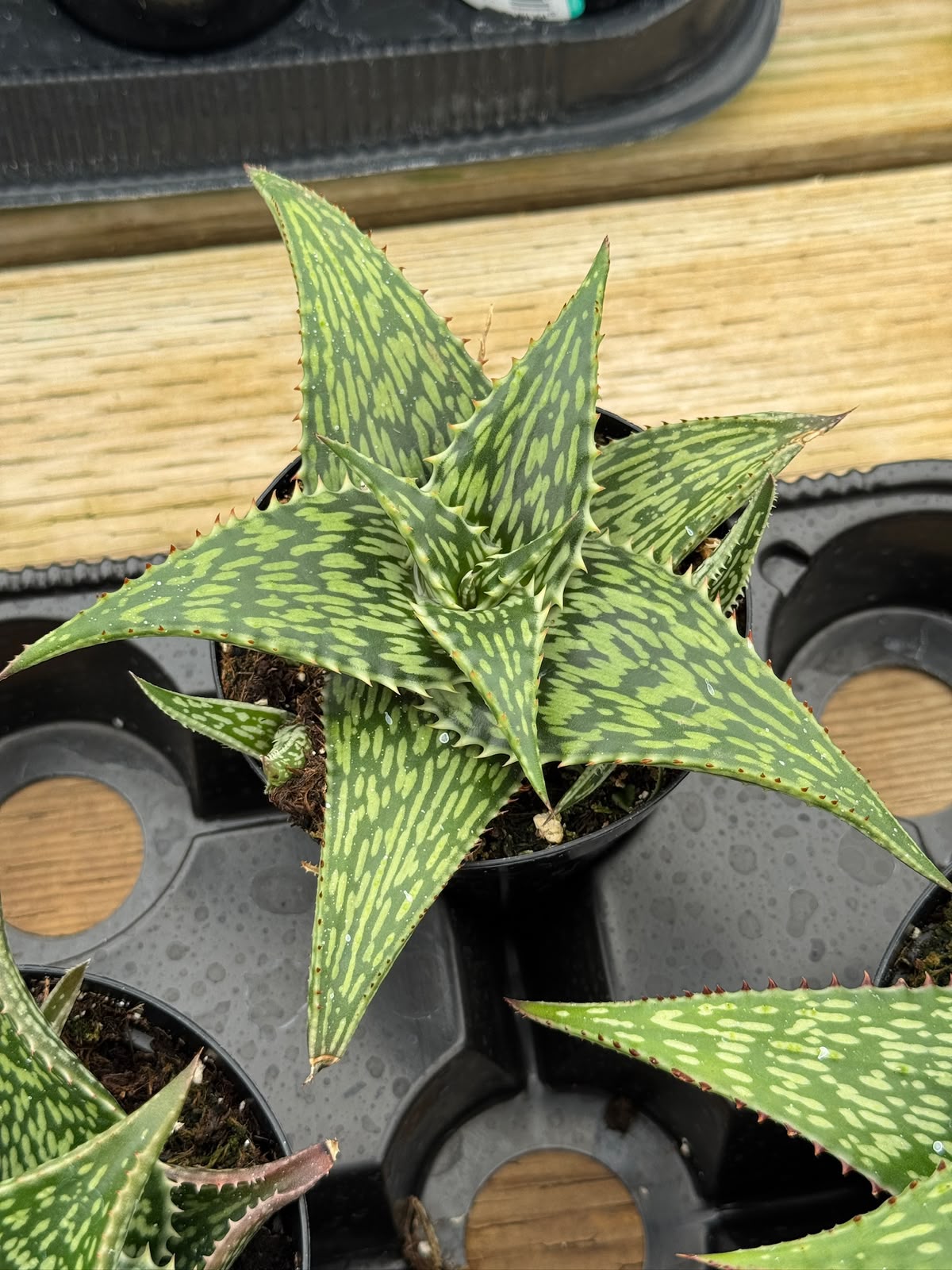Aloe Harlana