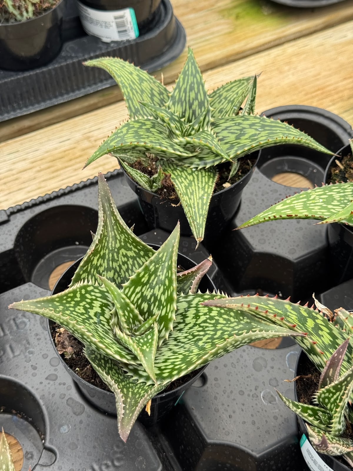 Aloe Harlana