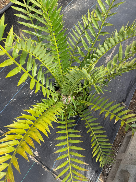 Encephalartos natalensis x horridus