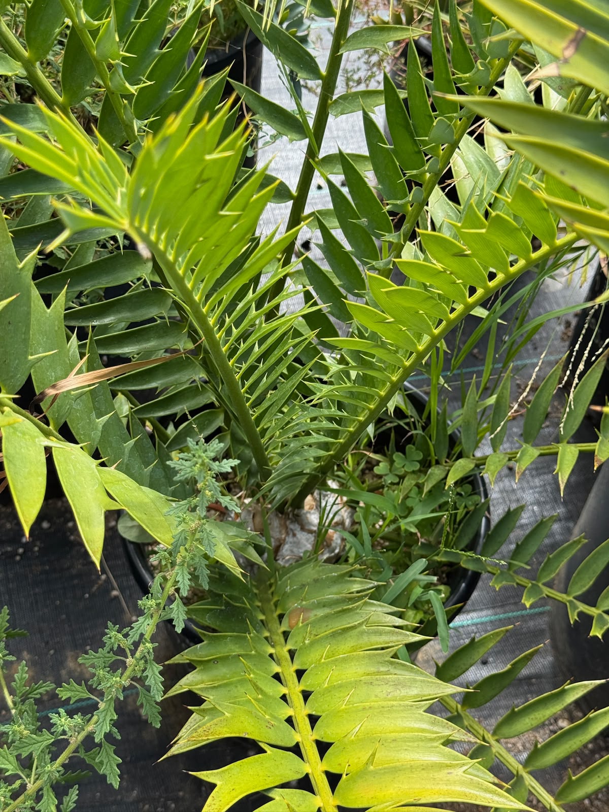 Encephalartos natalensis x horridus