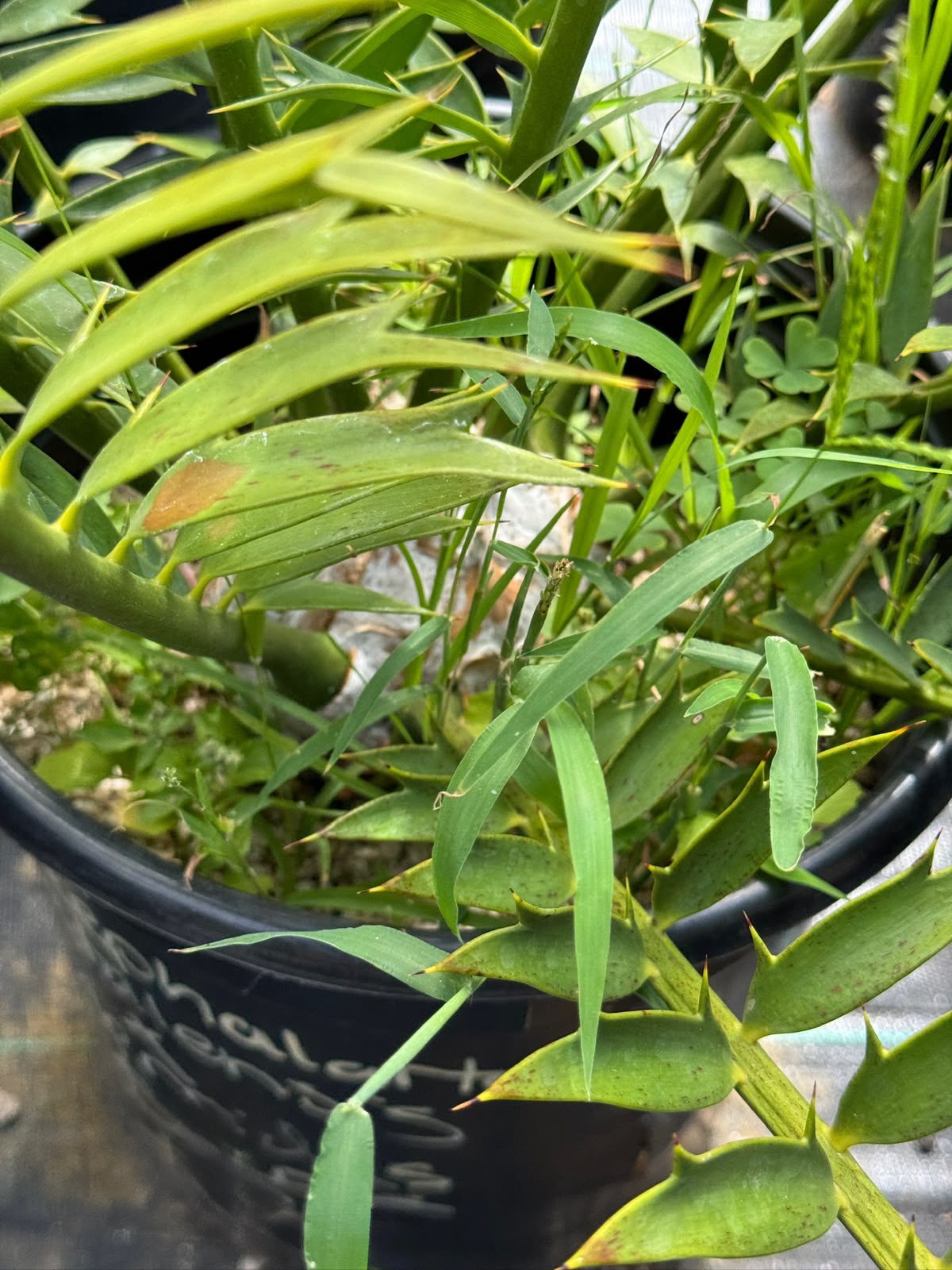 Encephalartos natalensis x horridus
