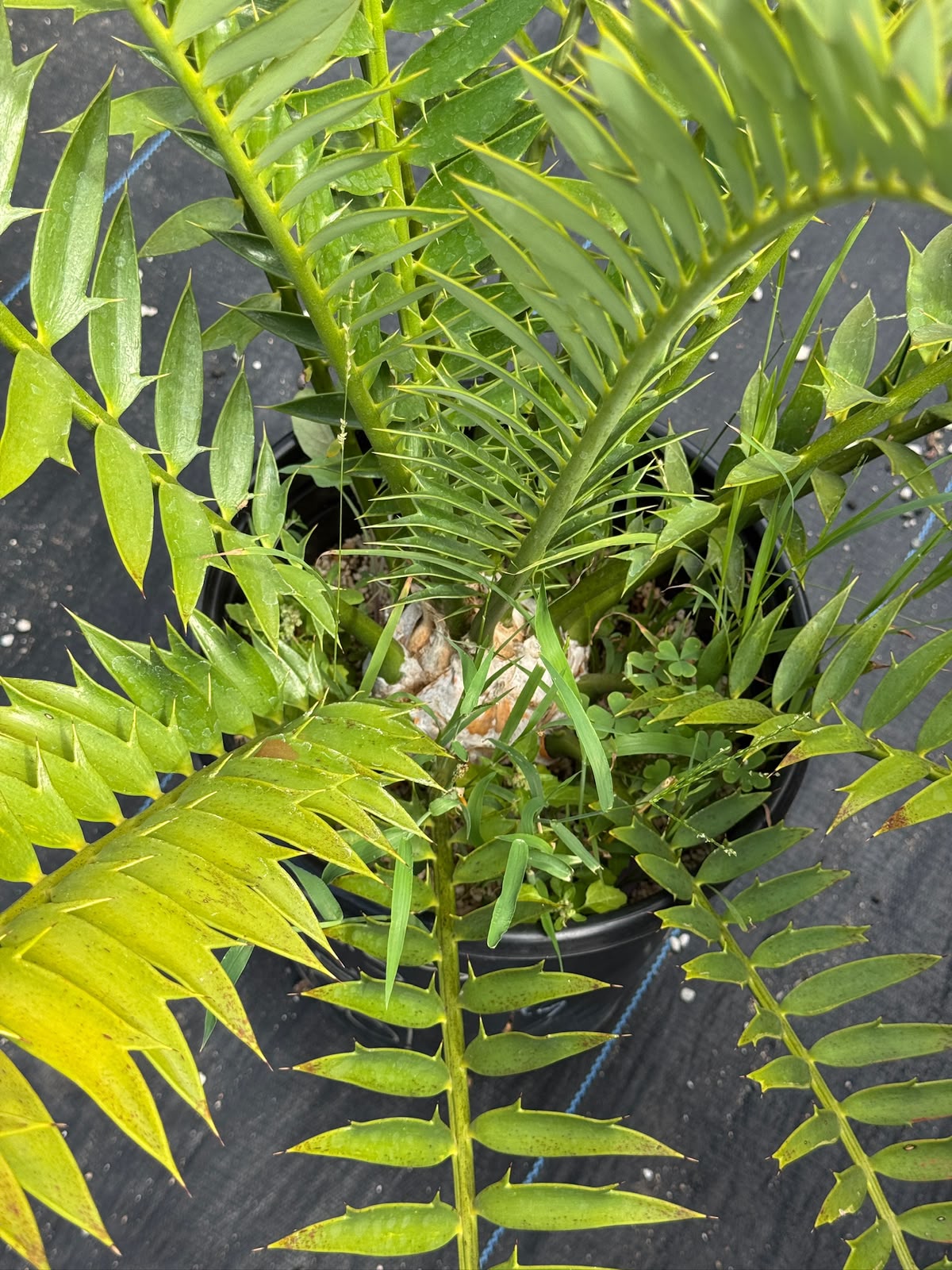Encephalartos natalensis x horridus
