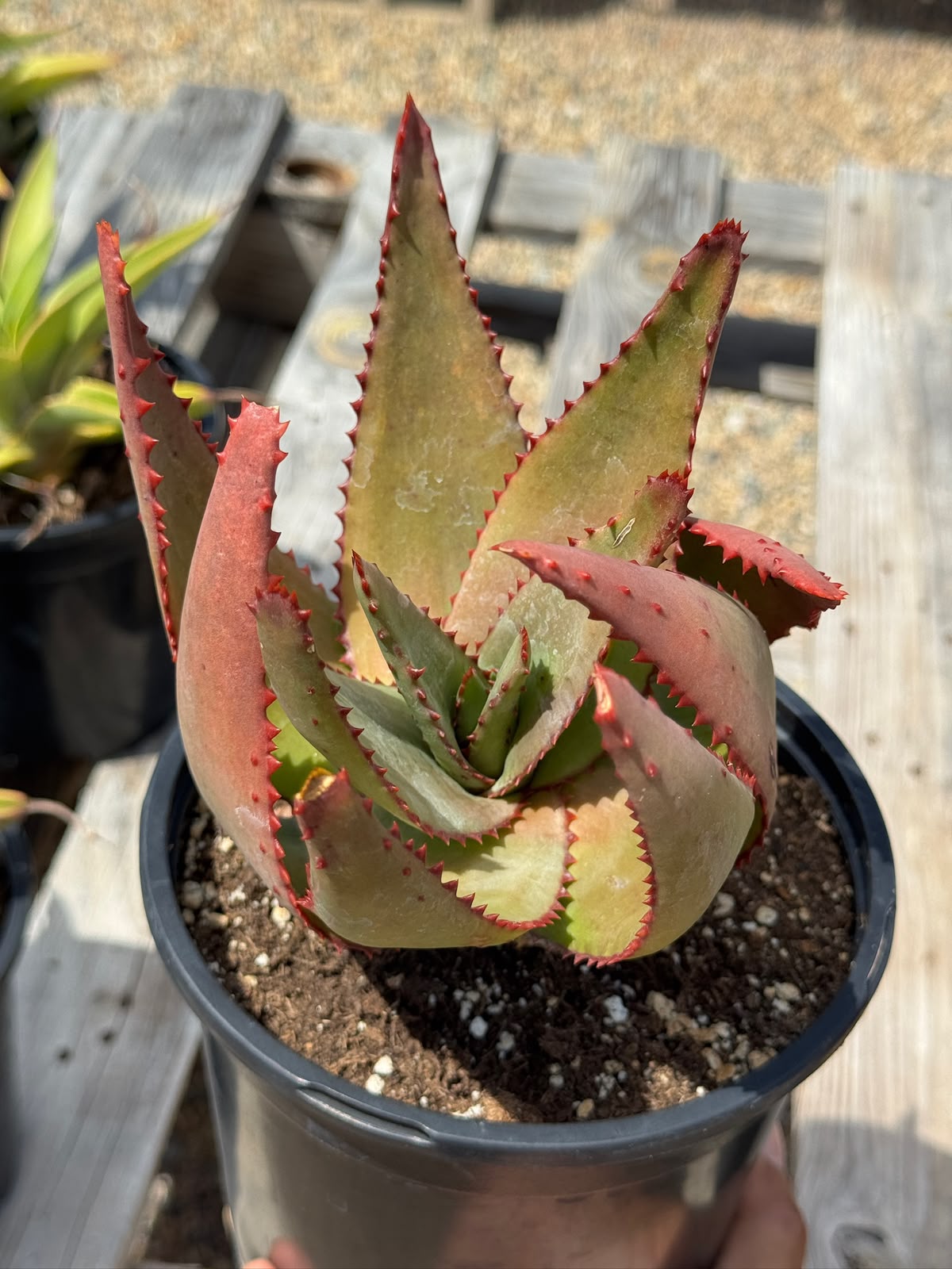 Aloe conifera