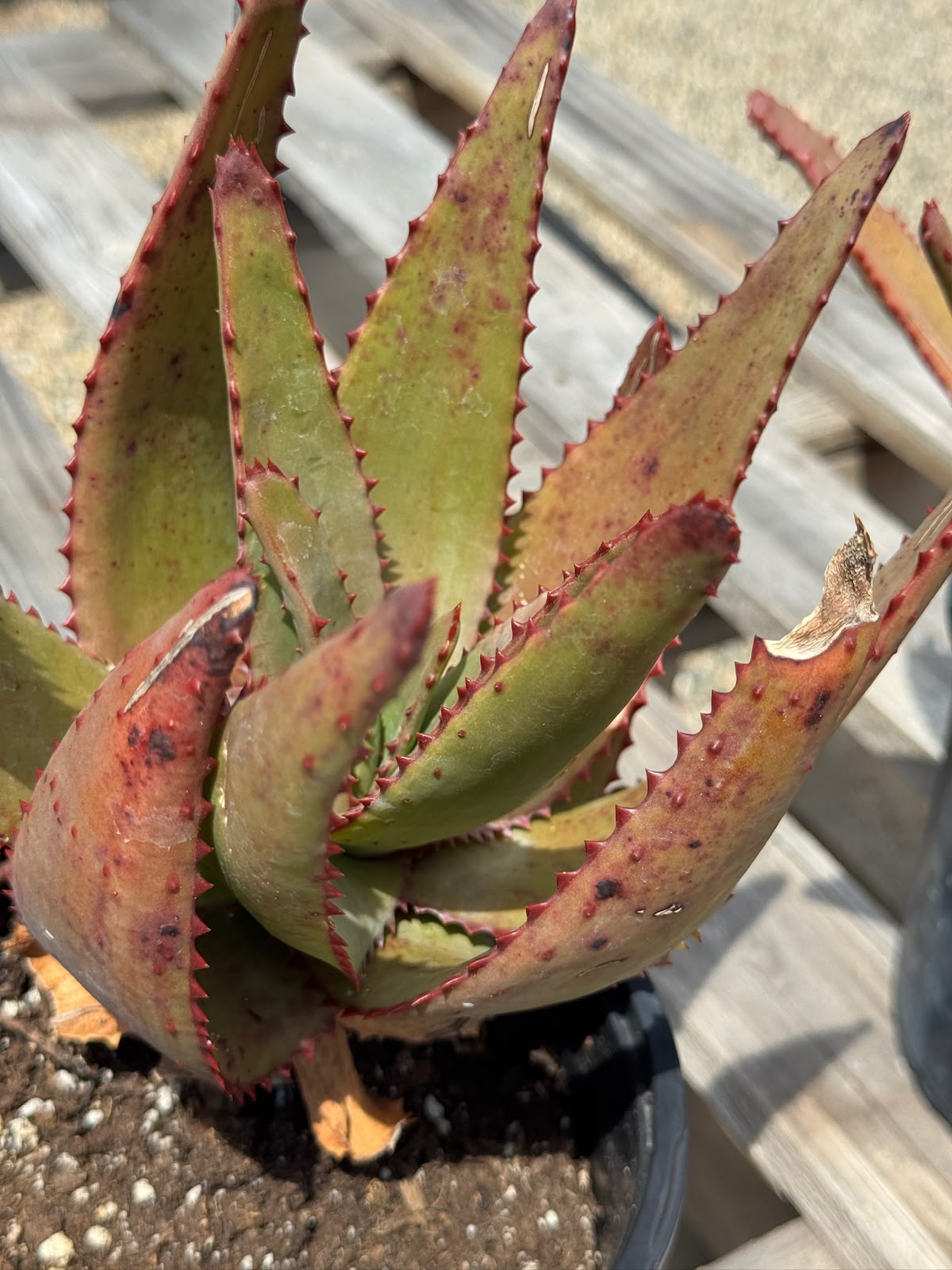 Aloe conifera