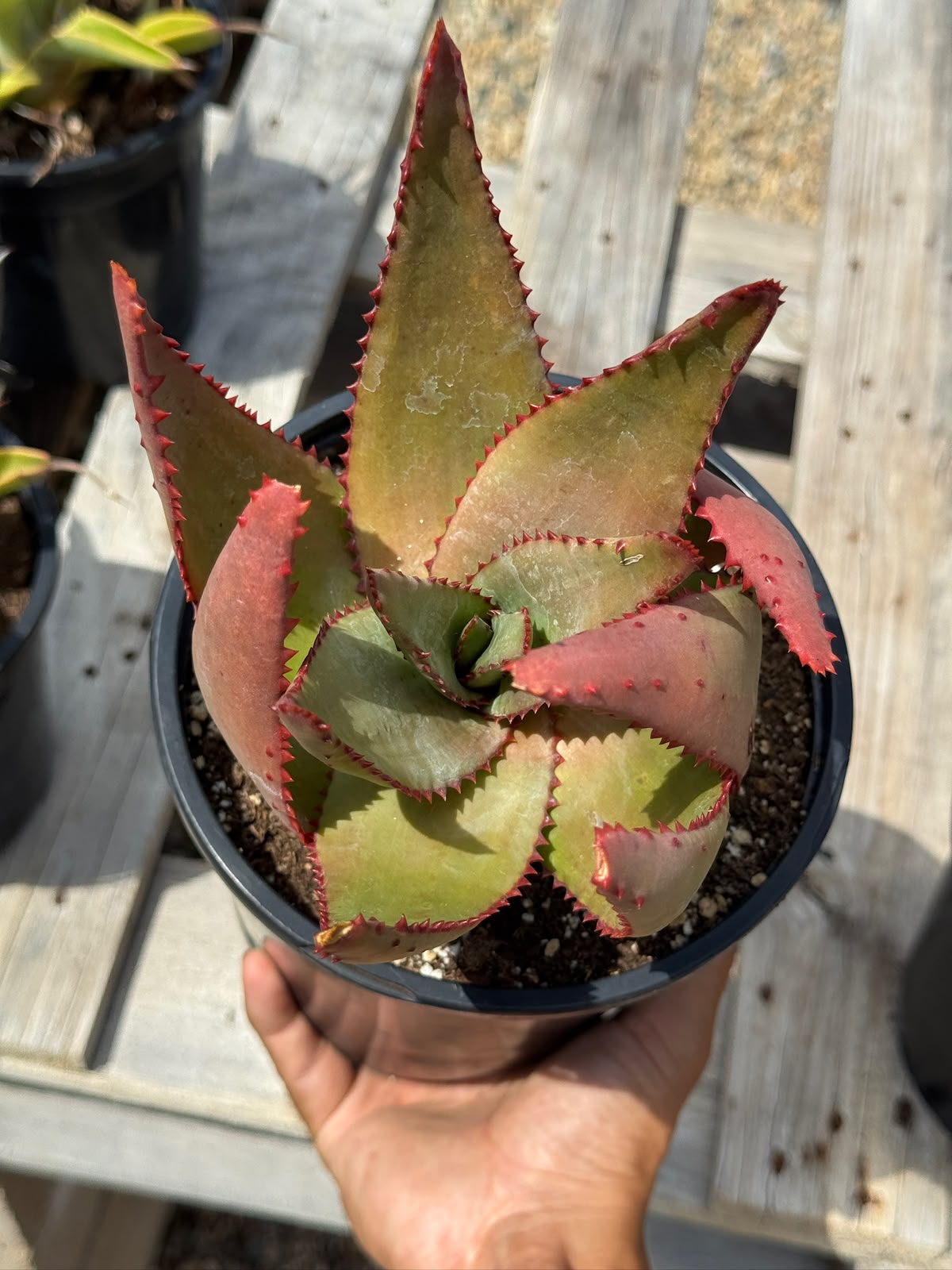 Aloe conifera