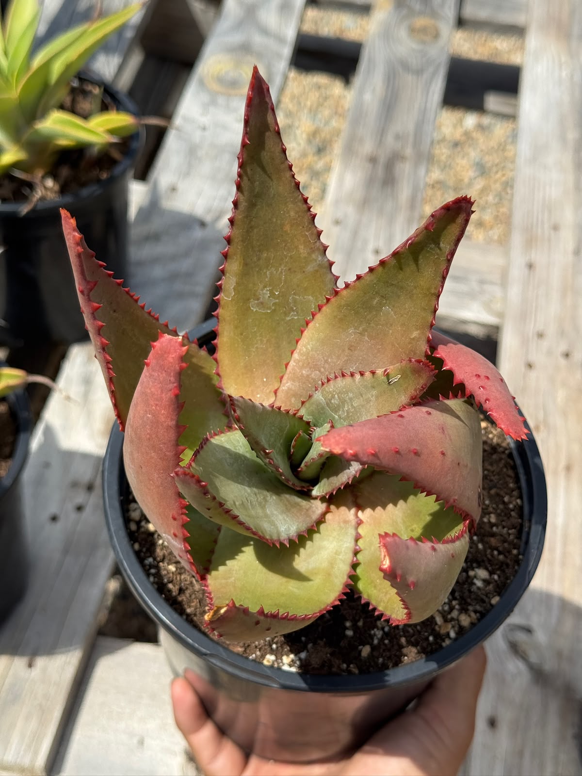 Aloe conifera