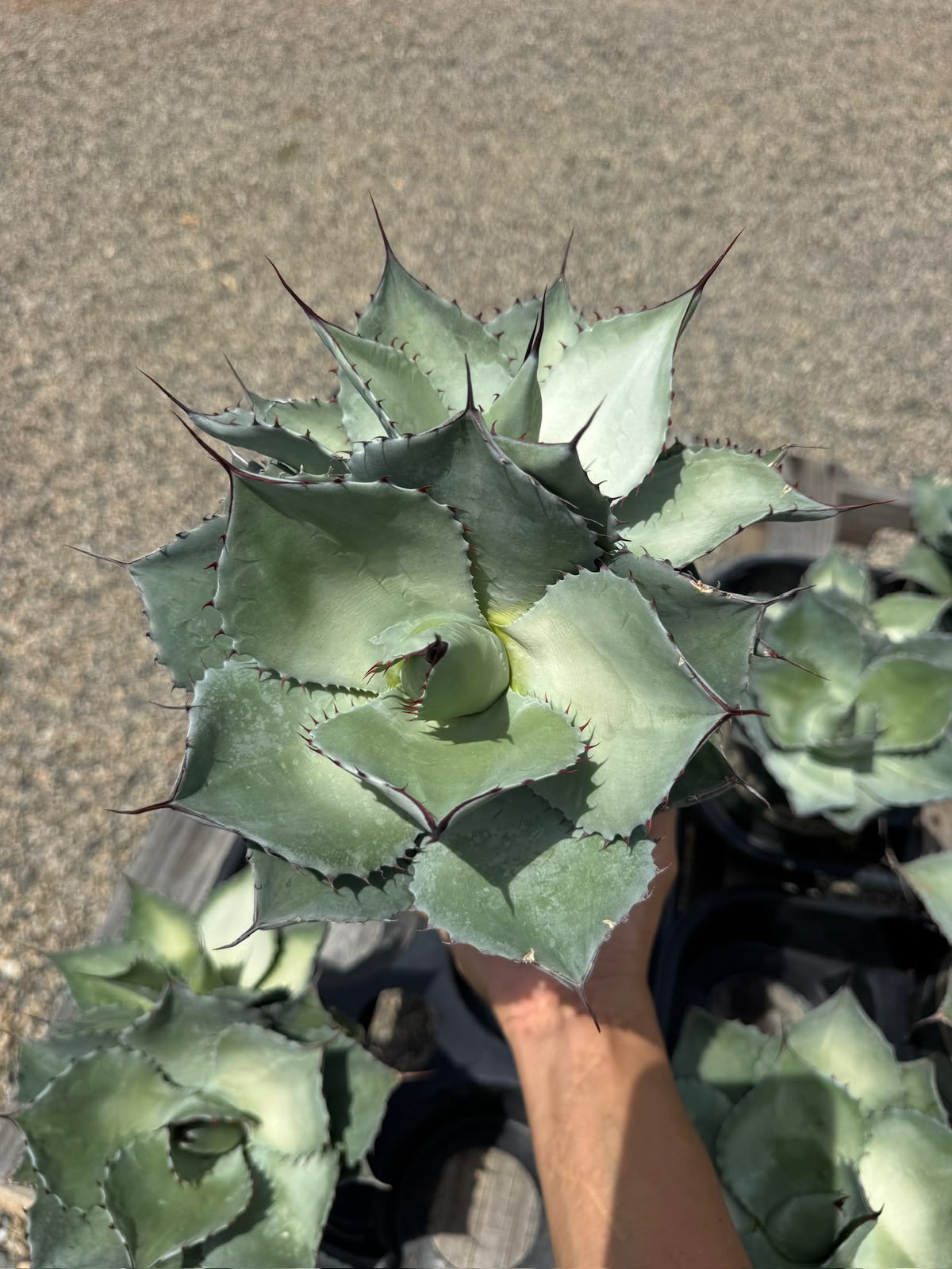 Agave ovatifolia x Parryi Truncata
