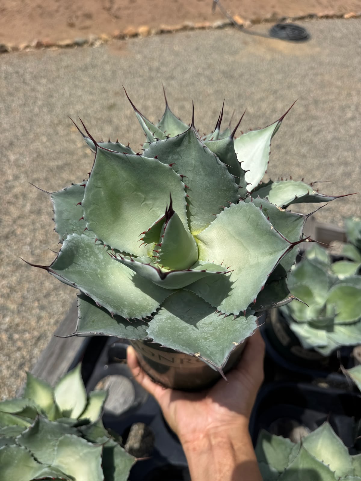 Agave ovatifolia x Parryi Truncata