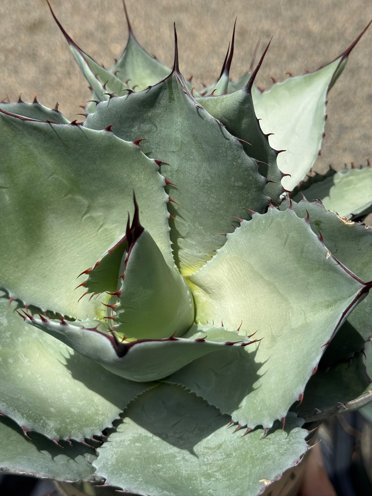 Agave ovatifolia x Parryi Truncata