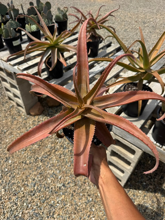 Aloe vaotsanda