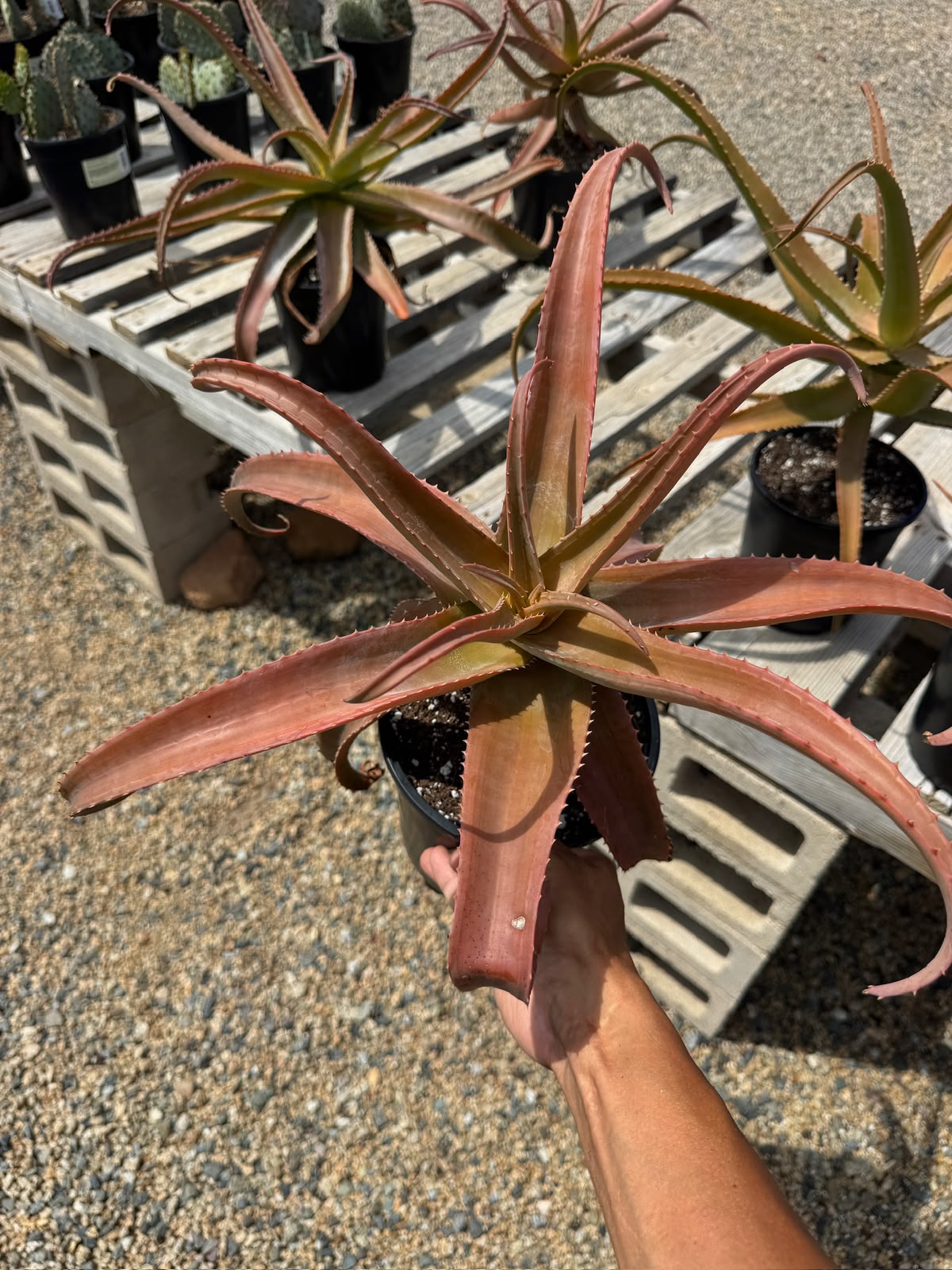 Aloe vaotsanda