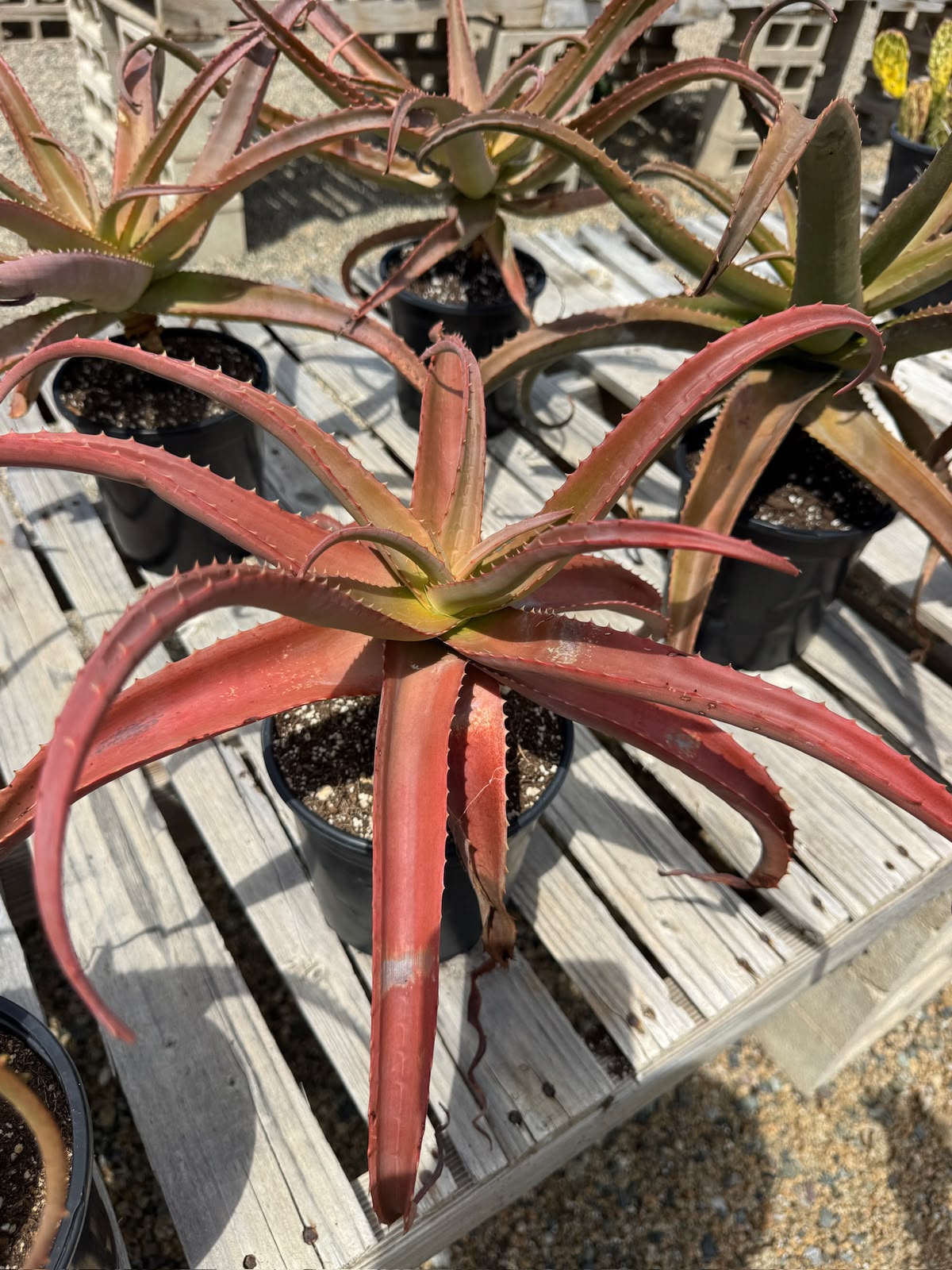 Aloe vaotsanda