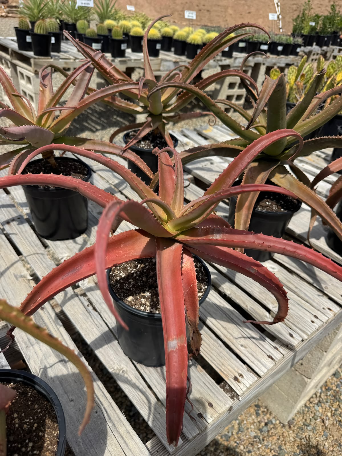 Aloe vaotsanda