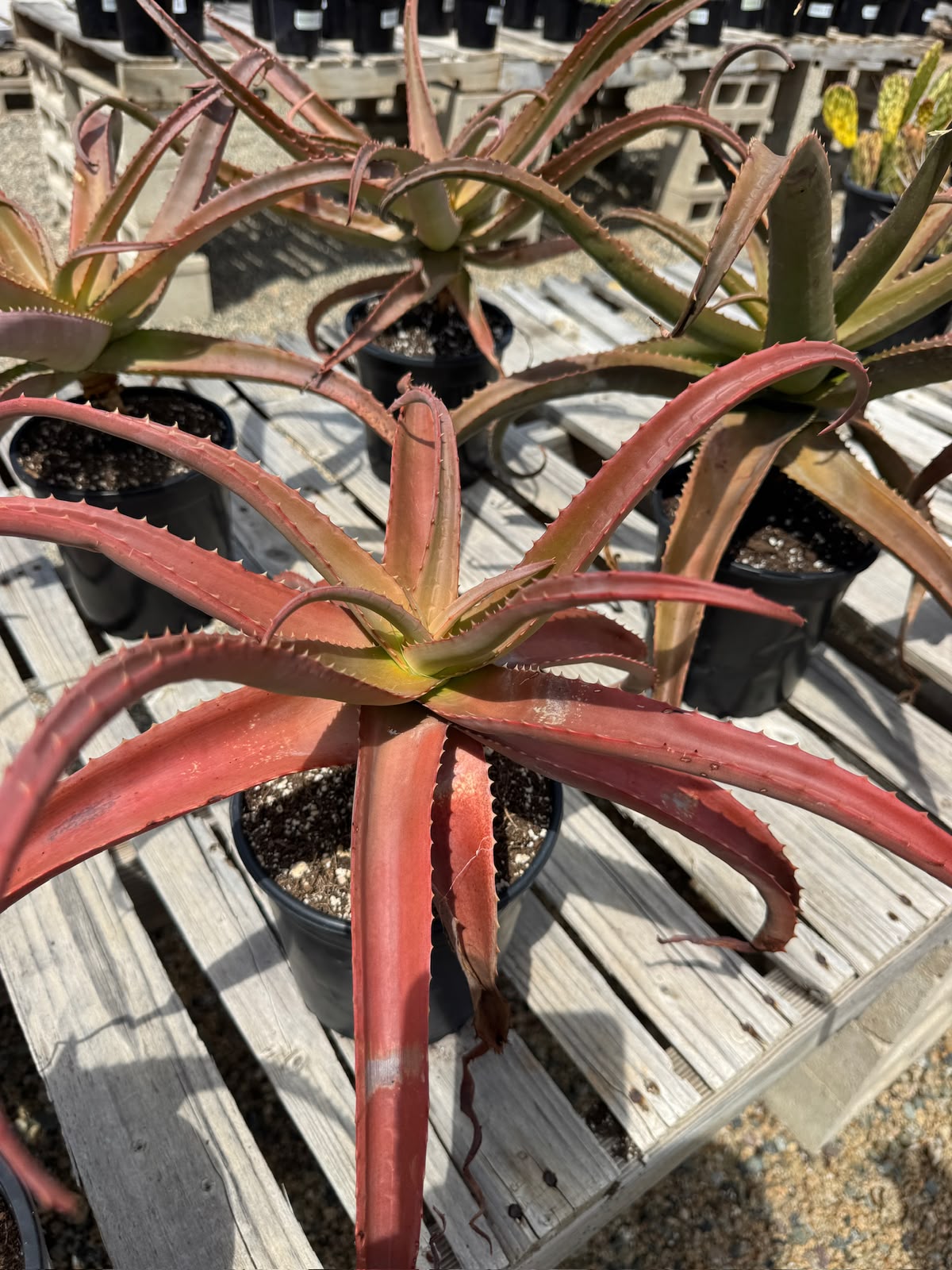 Aloe vaotsanda
