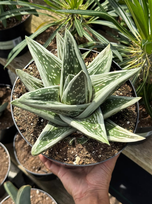 Gasteraloe green ice 8”