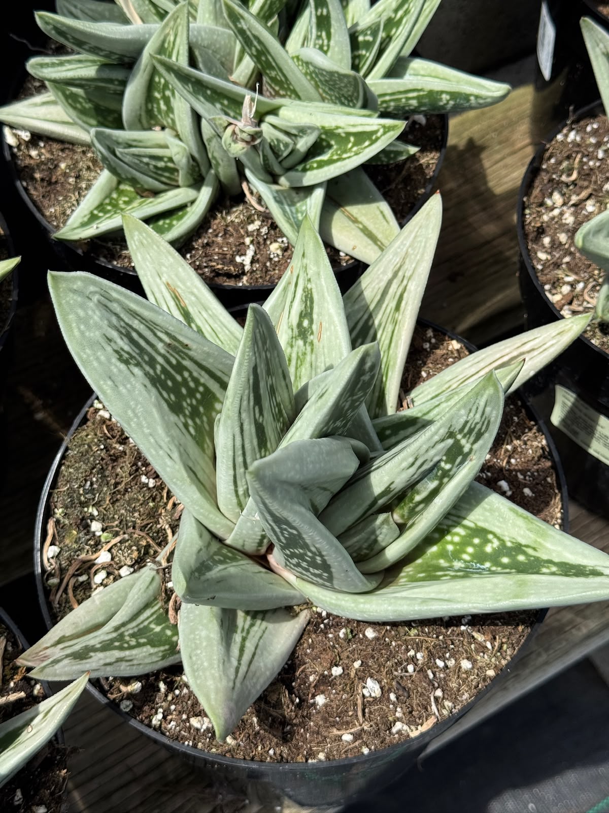 Gasteraloe green ice 8”