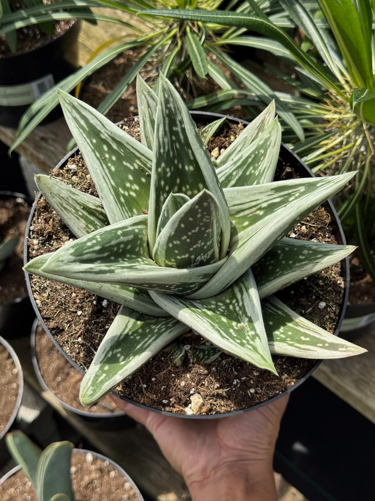 Gasteraloe green ice 8”