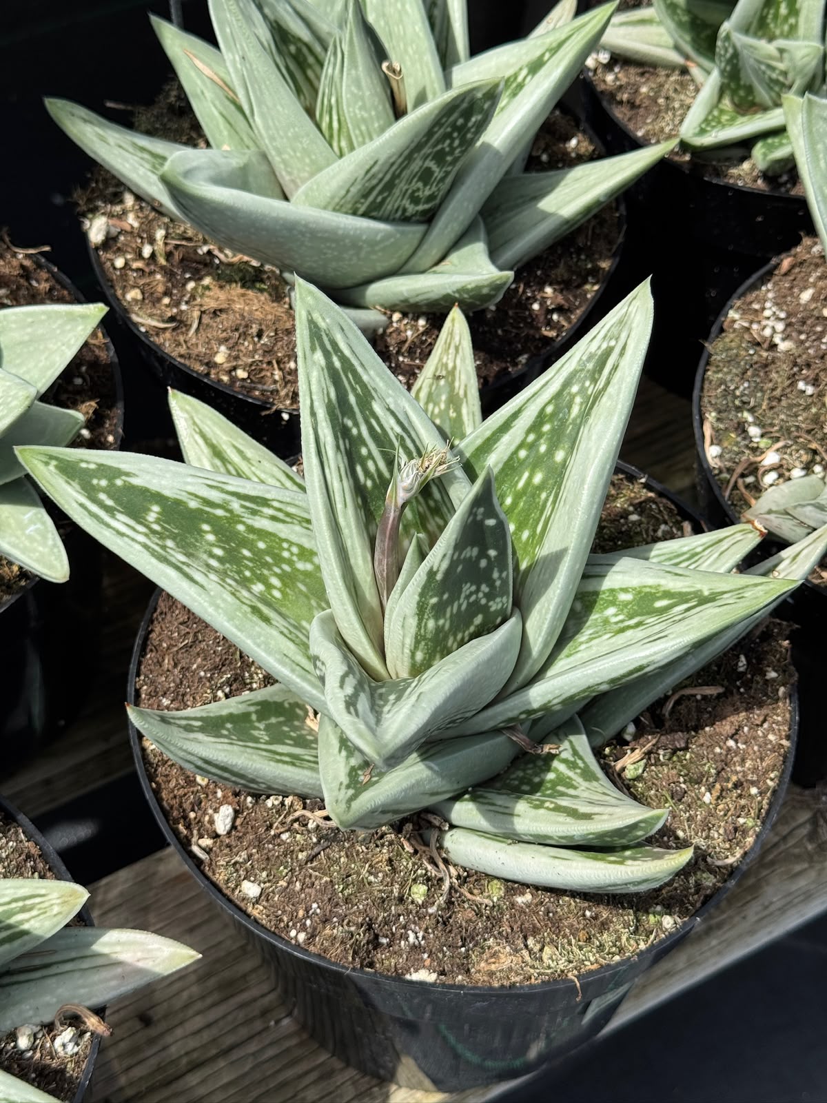 Gasteraloe green ice 8”