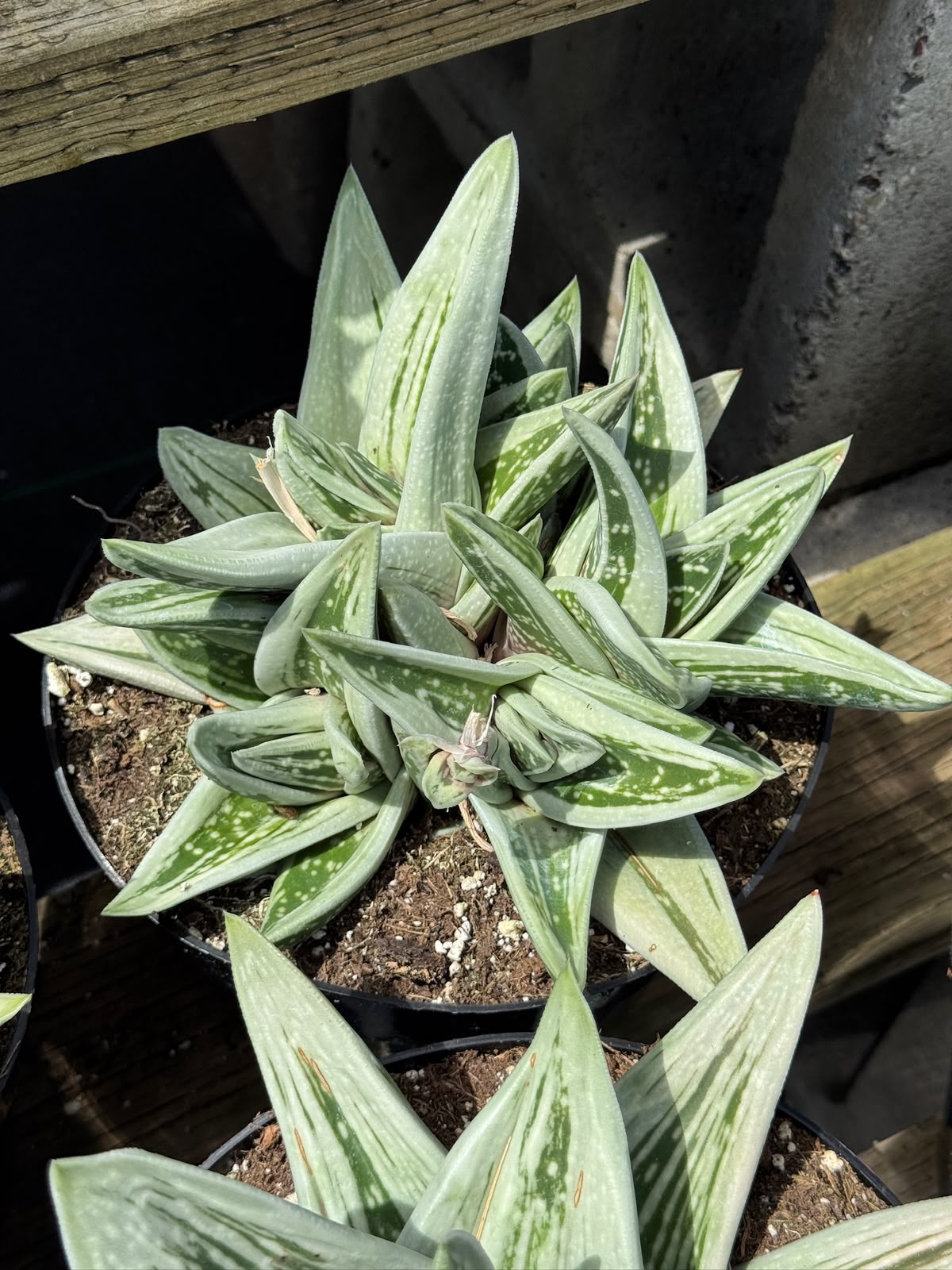 Gasteraloe green ice 8”