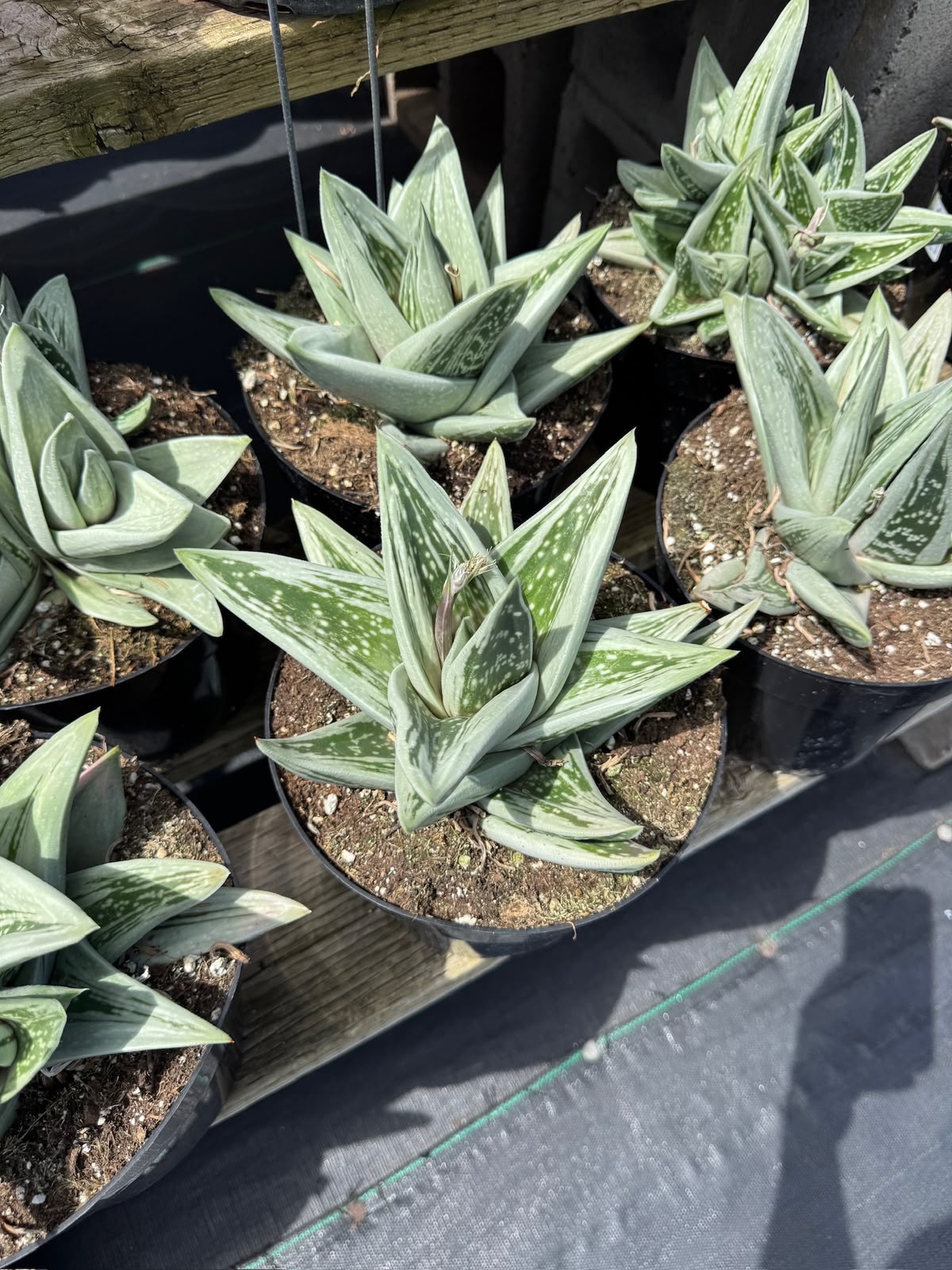 Gasteraloe green ice 8”