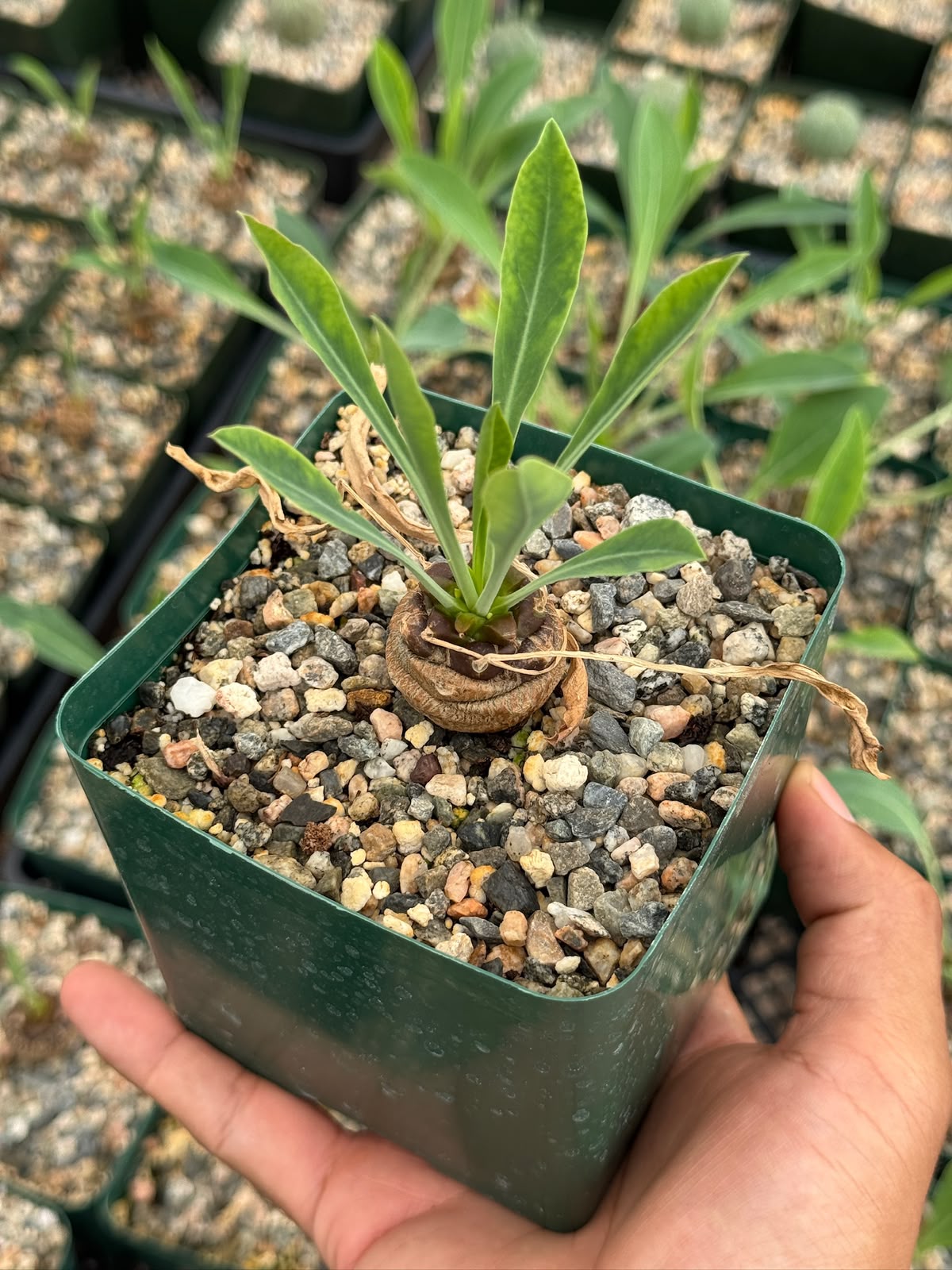 Euphorbia bupleurifolia