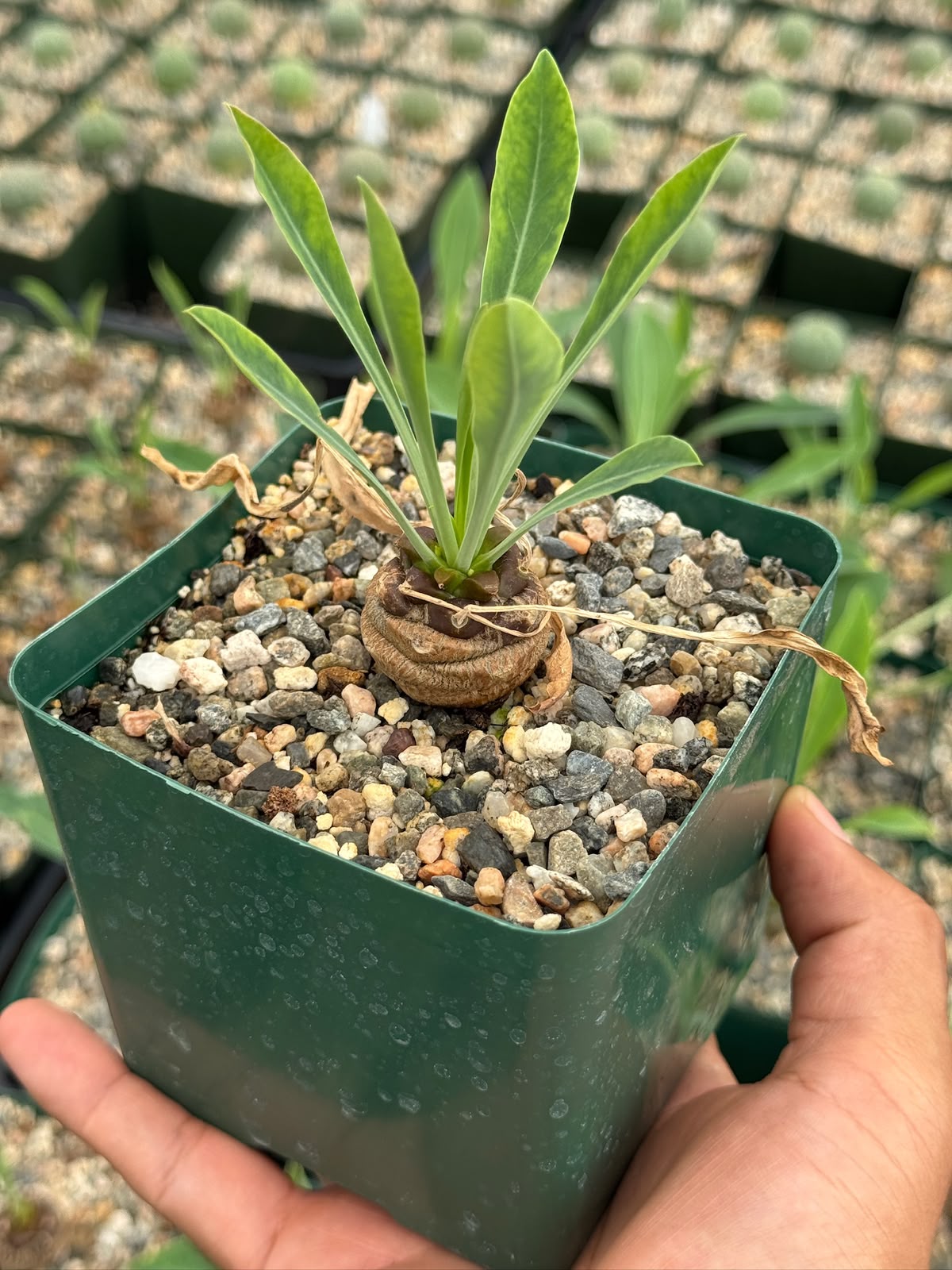 Euphorbia bupleurifolia