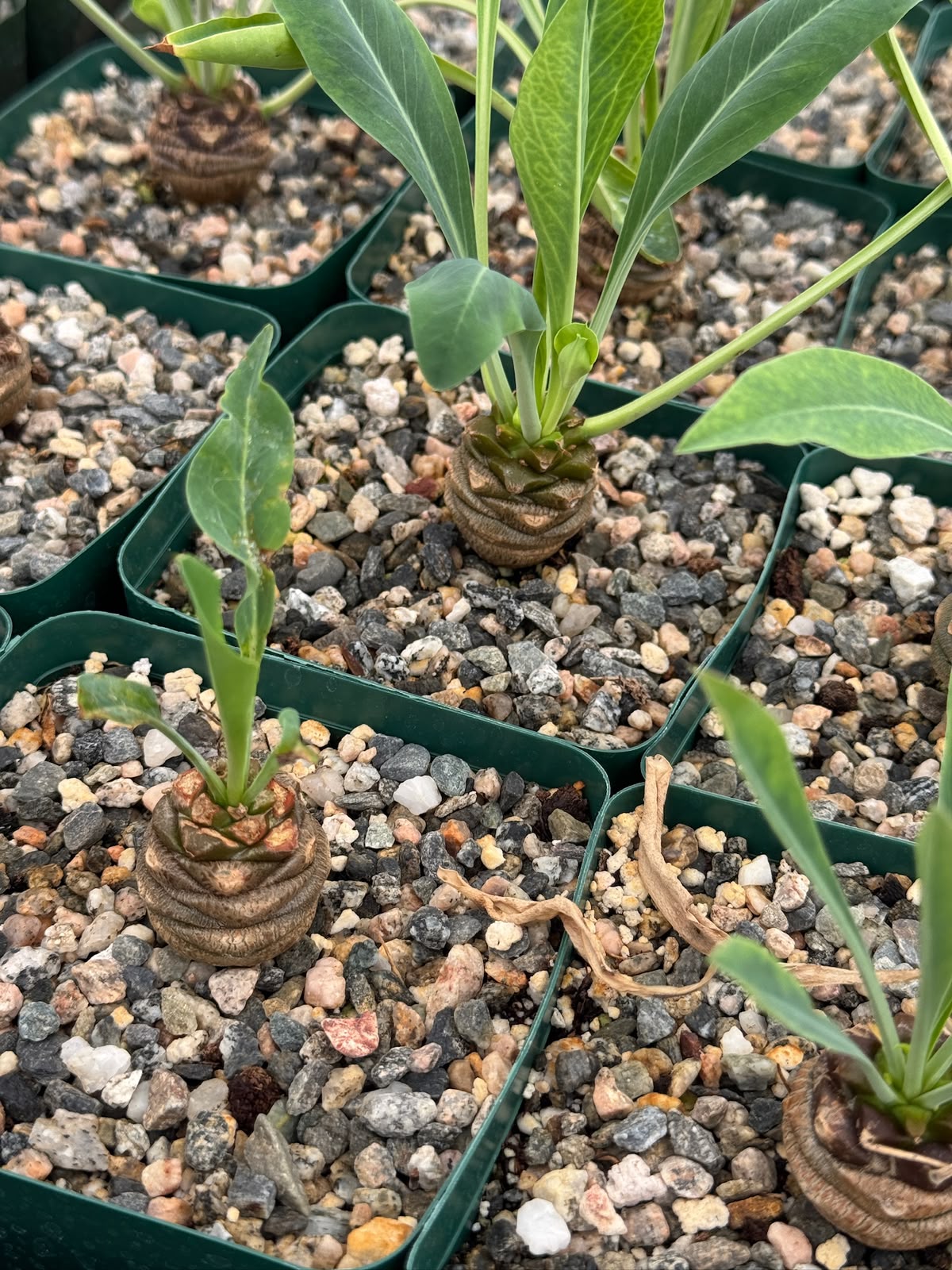 Euphorbia bupleurifolia