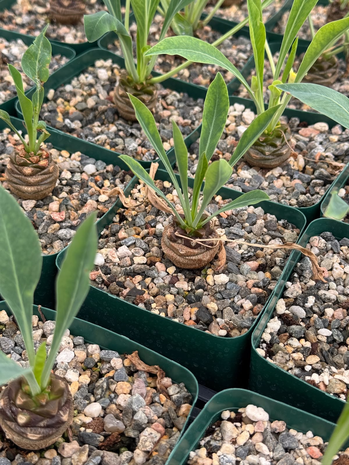 Euphorbia bupleurifolia