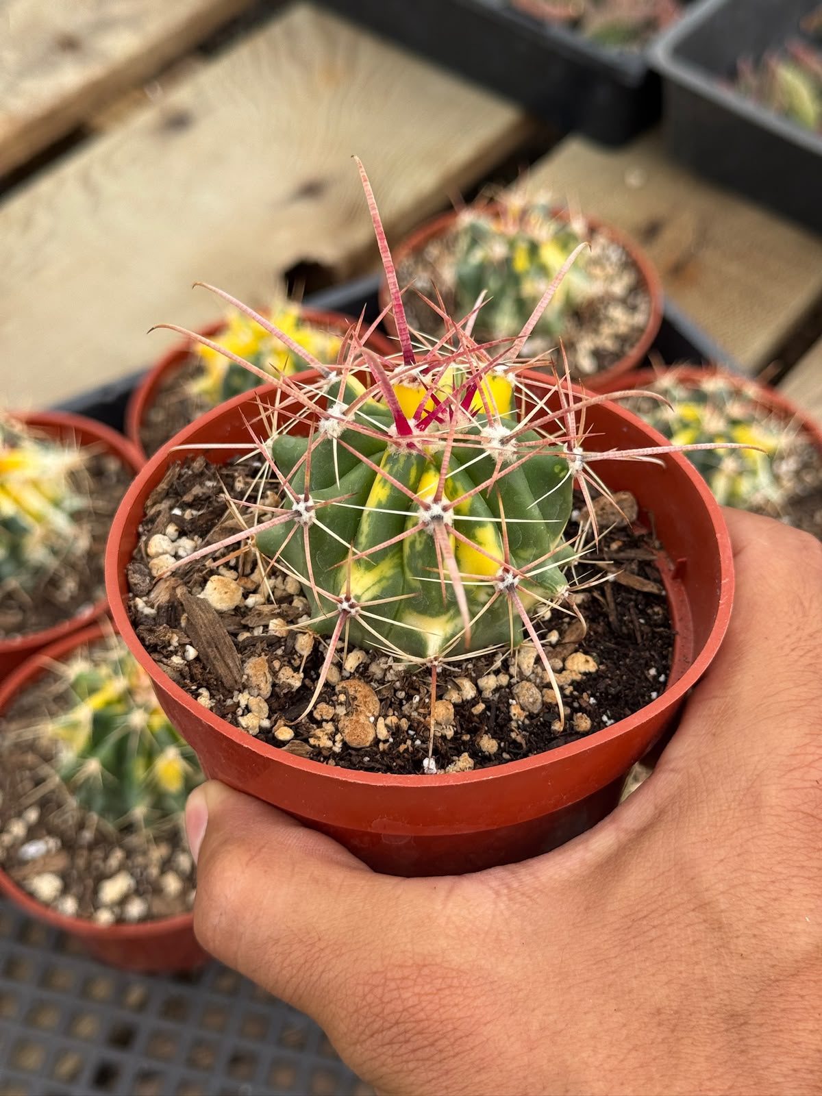Ferocactus híbrido variegado