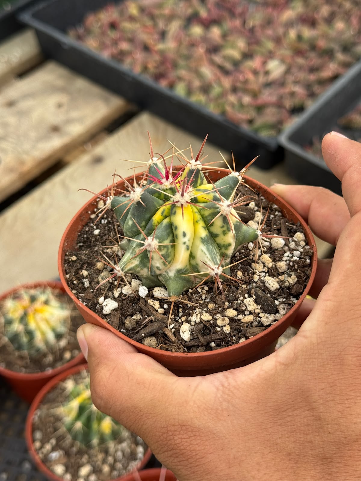 Ferocactus híbrido variegado