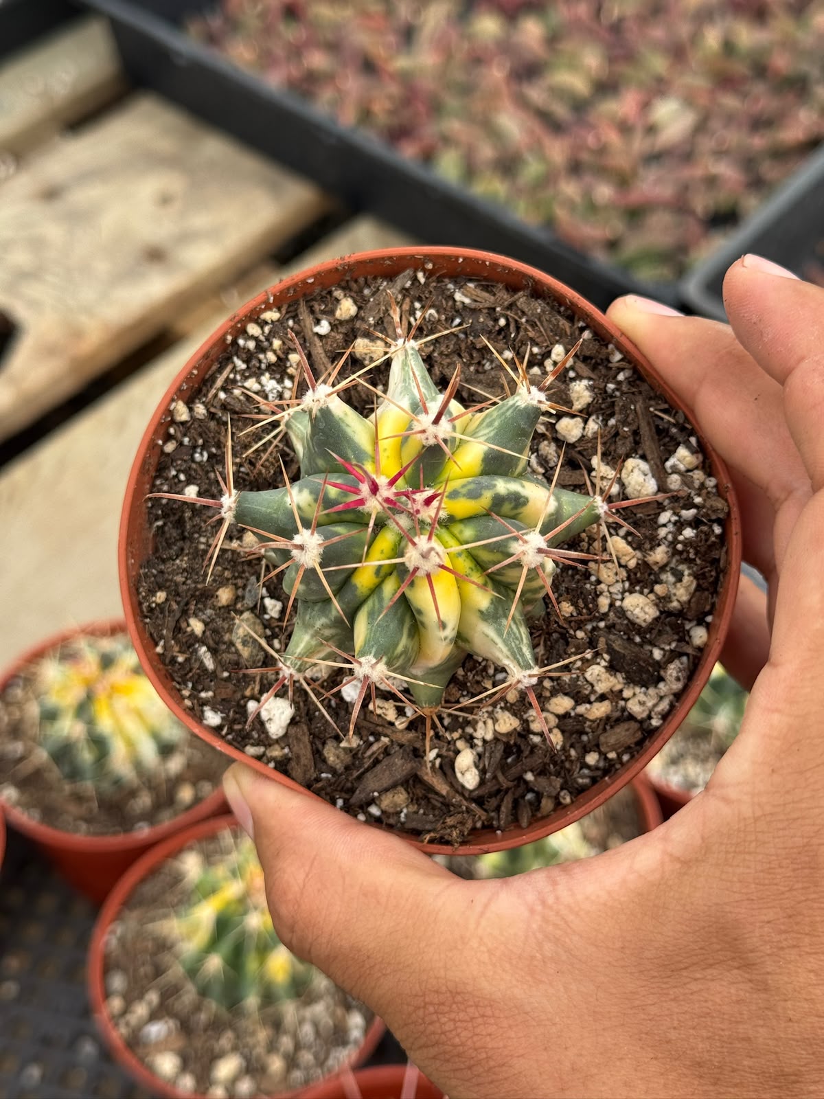 Ferocactus híbrido variegado
