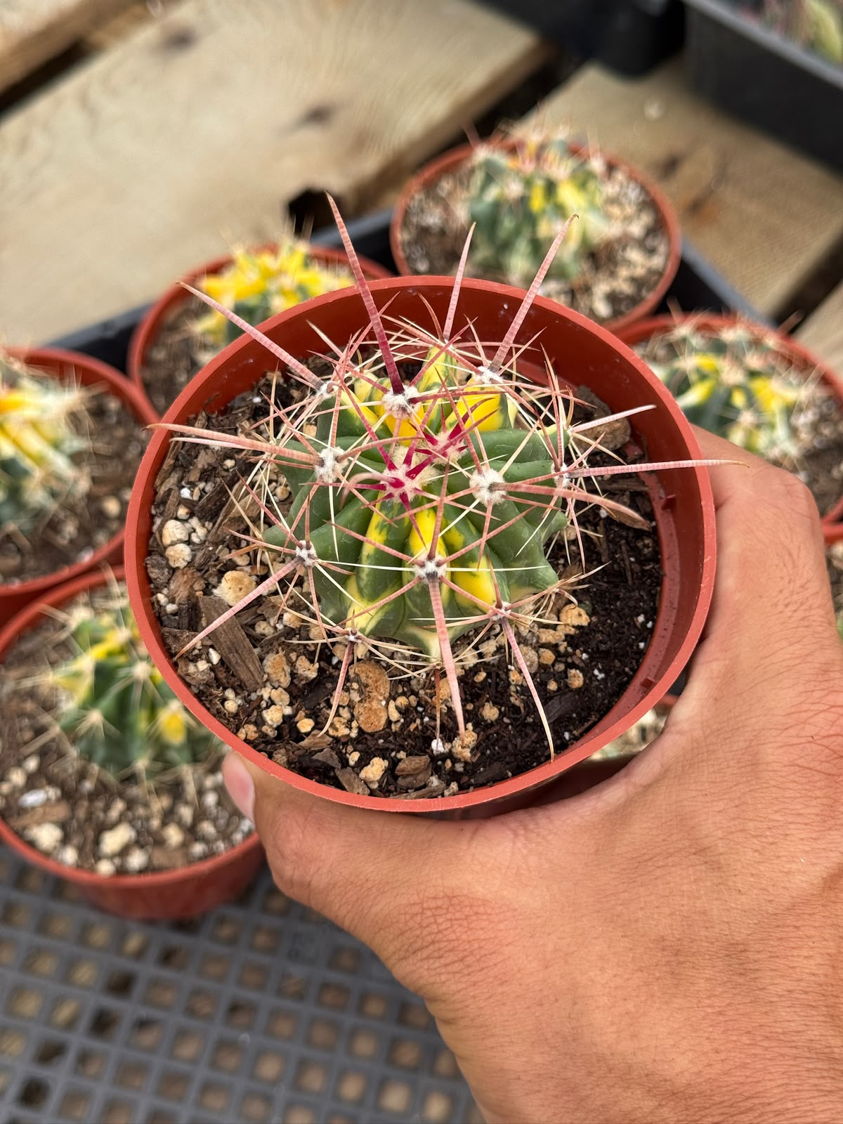 Ferocactus híbrido variegado