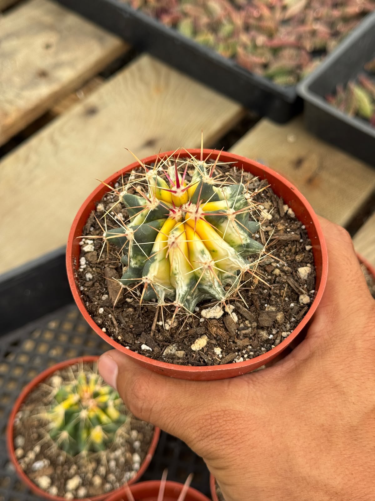 Ferocactus híbrido variegado