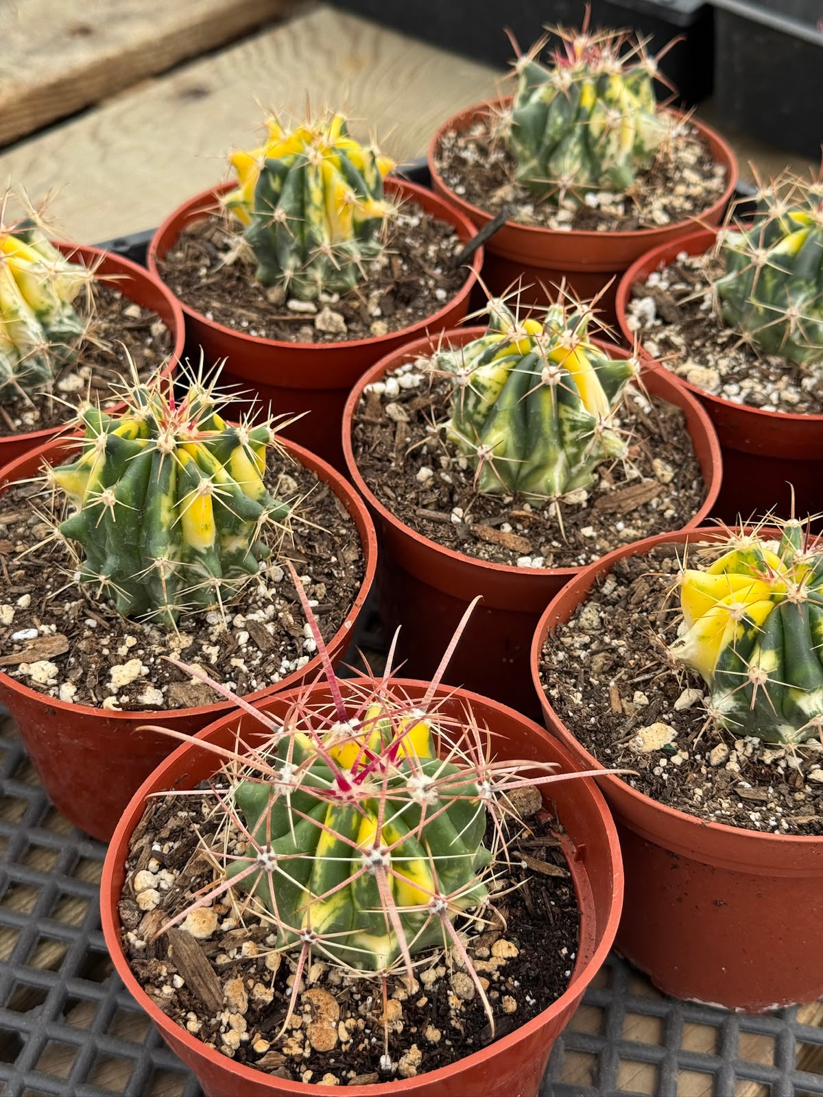 Ferocactus híbrido variegado