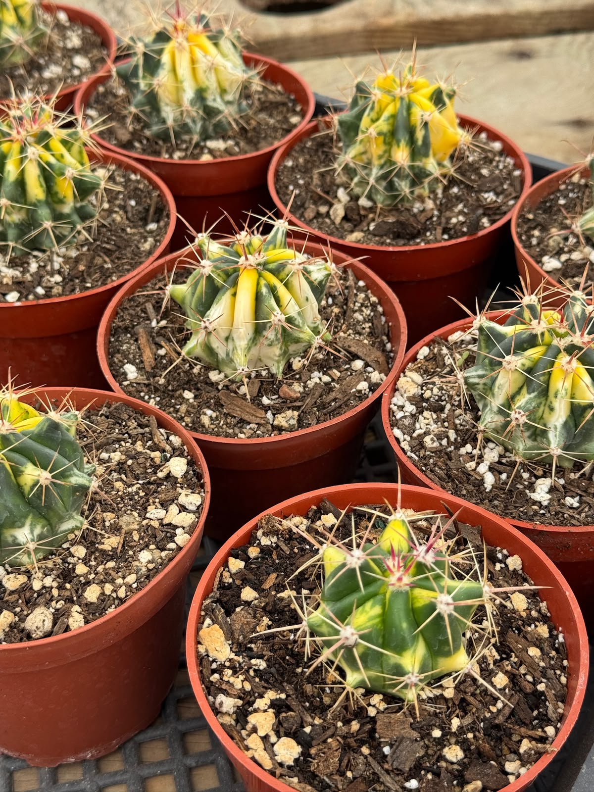 Ferocactus híbrido variegado