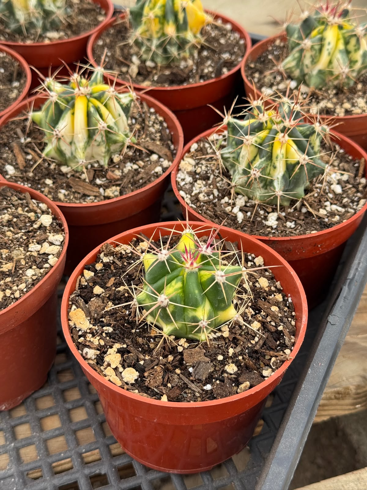 Ferocactus híbrido variegado