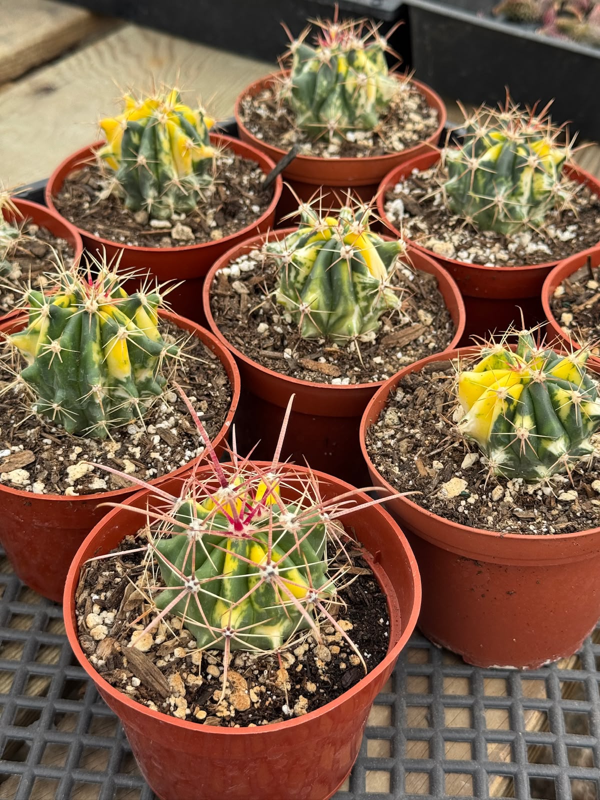 Ferocactus híbrido variegado