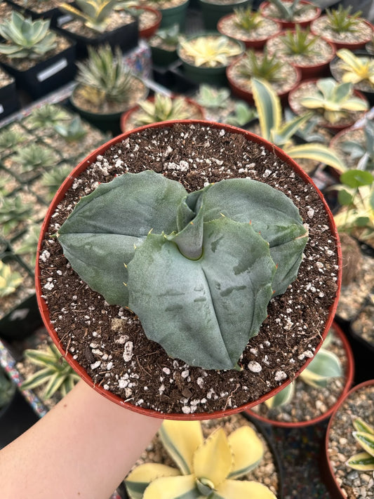 Agave marmorata