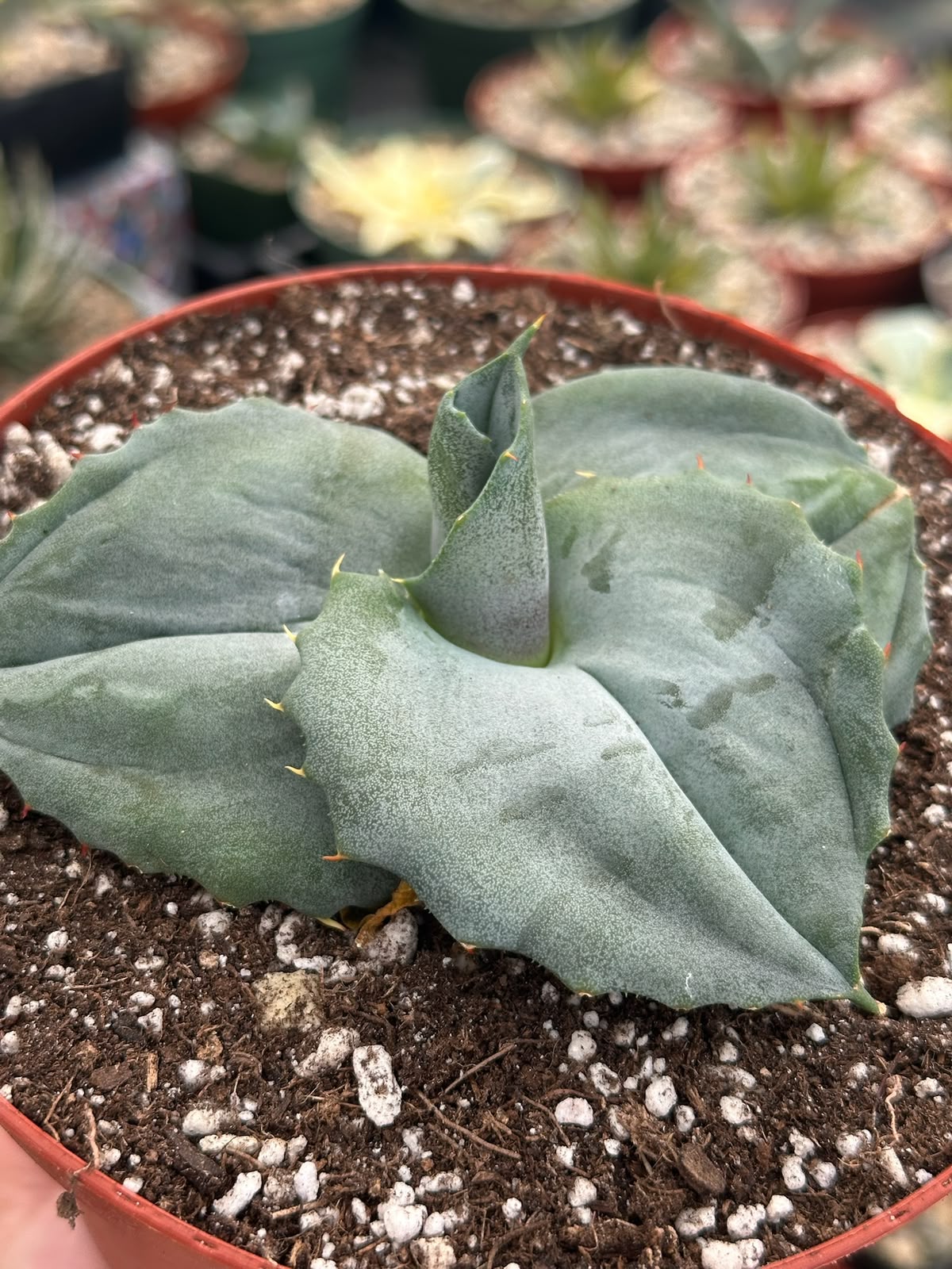 Agave marmorata