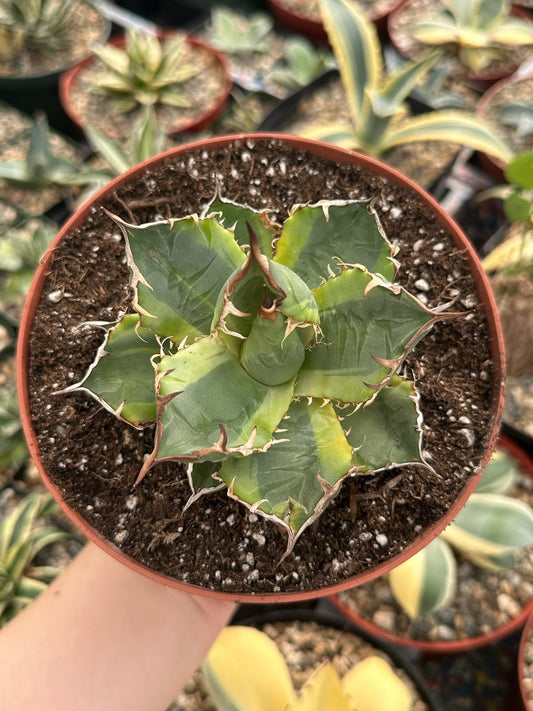 Agave banana peel